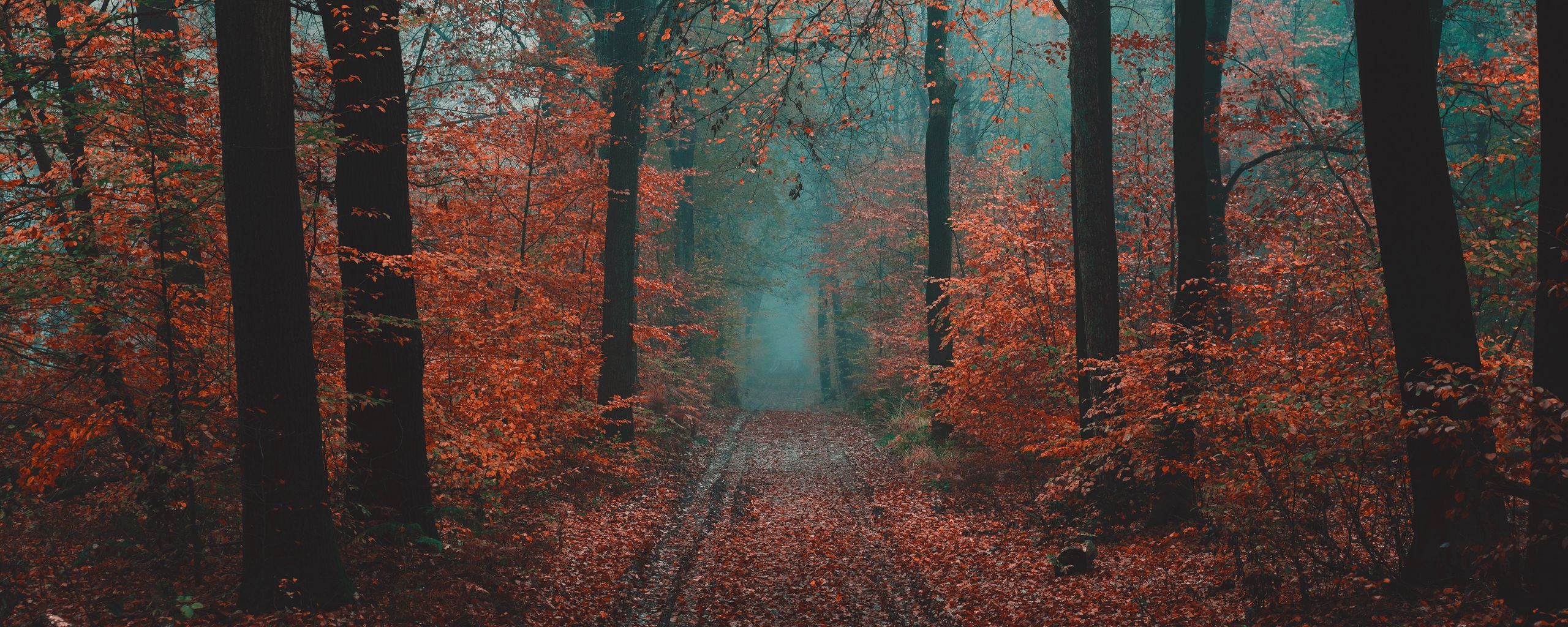 2560x1024 Download wallpaper 2560x1024 forest, path, fog, nature, autumn ultrawide monitor HD background