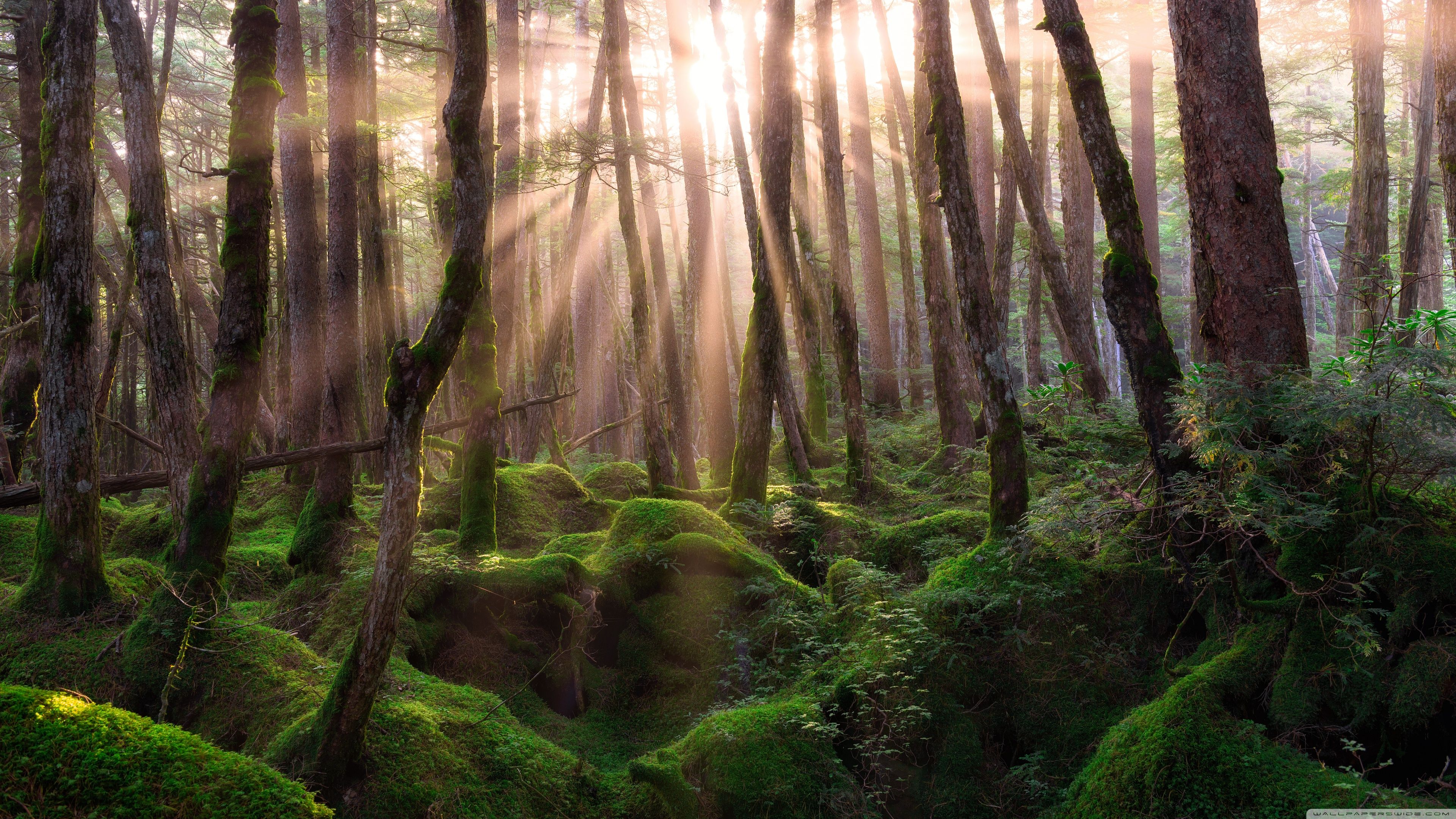 3840x2160 Pine Forest Sunrise 4K UHD Wallpaper for UltraHD Desktop and TV : Widescreen and UltraWide Display : Dual Monitor : Smartphone and Tablet Devices