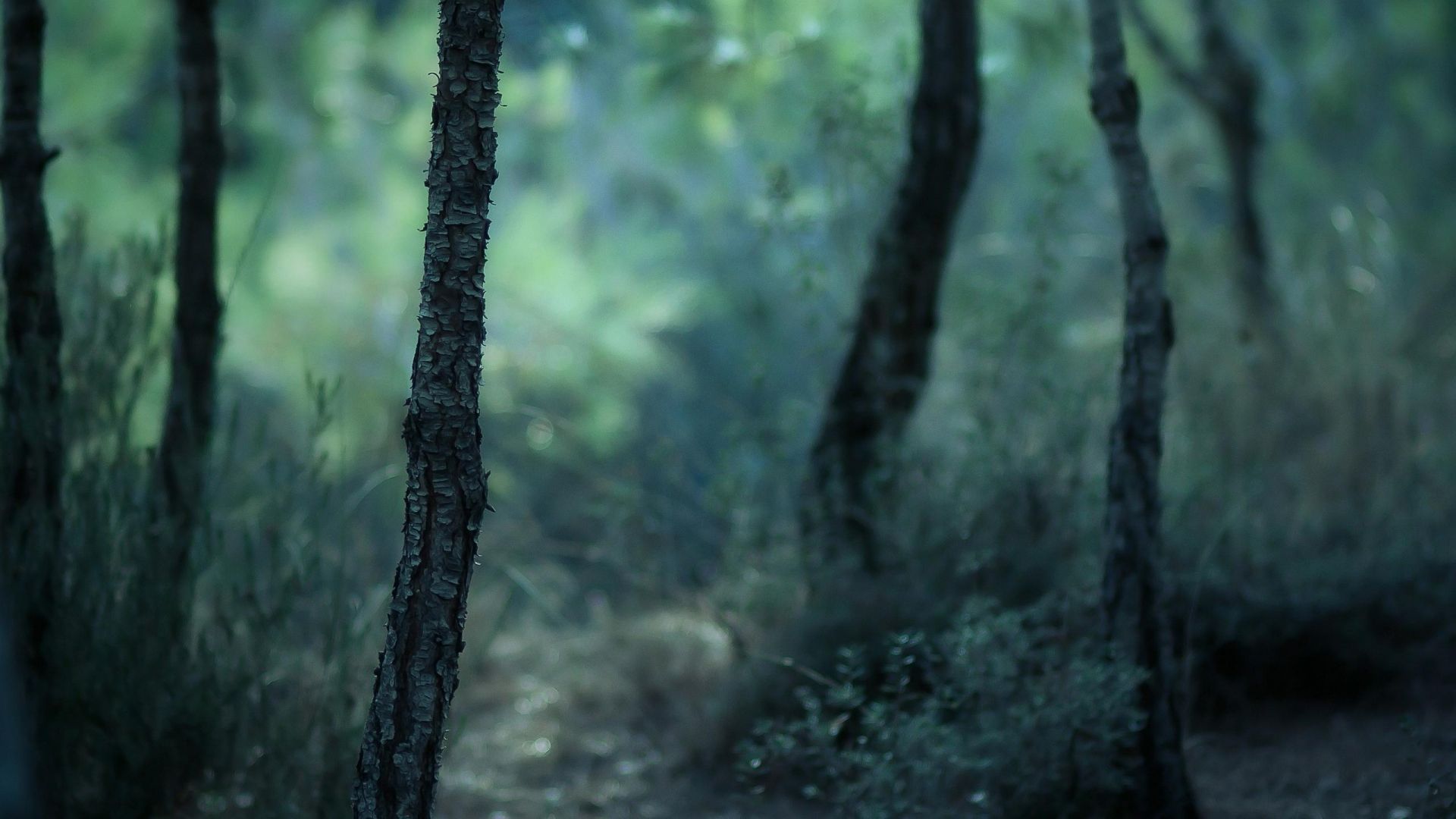 1920x1080 Autumn Forest Ultrawide Wallpaper