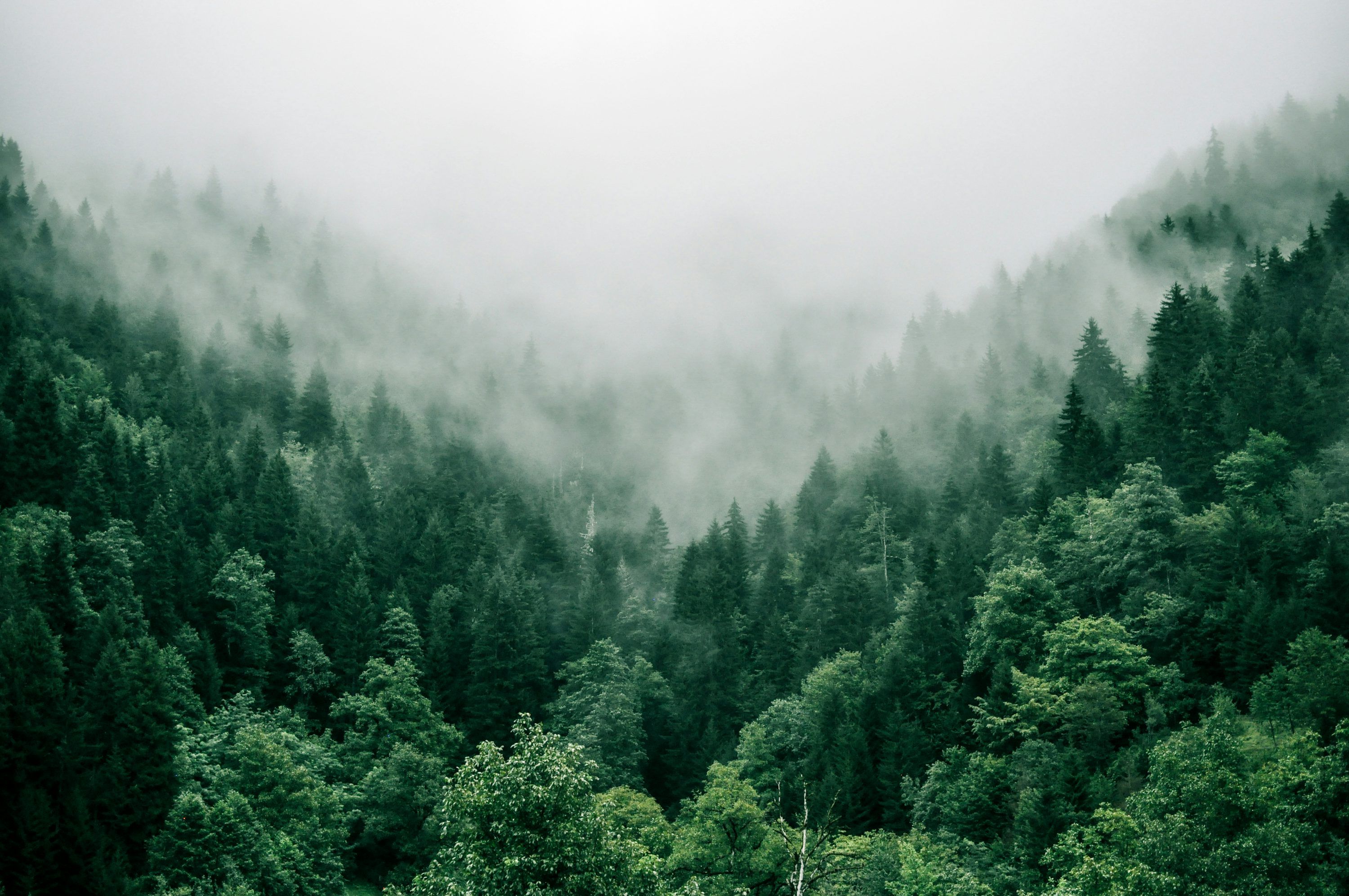 3000x1993 Forest Wallpaper Picture Image