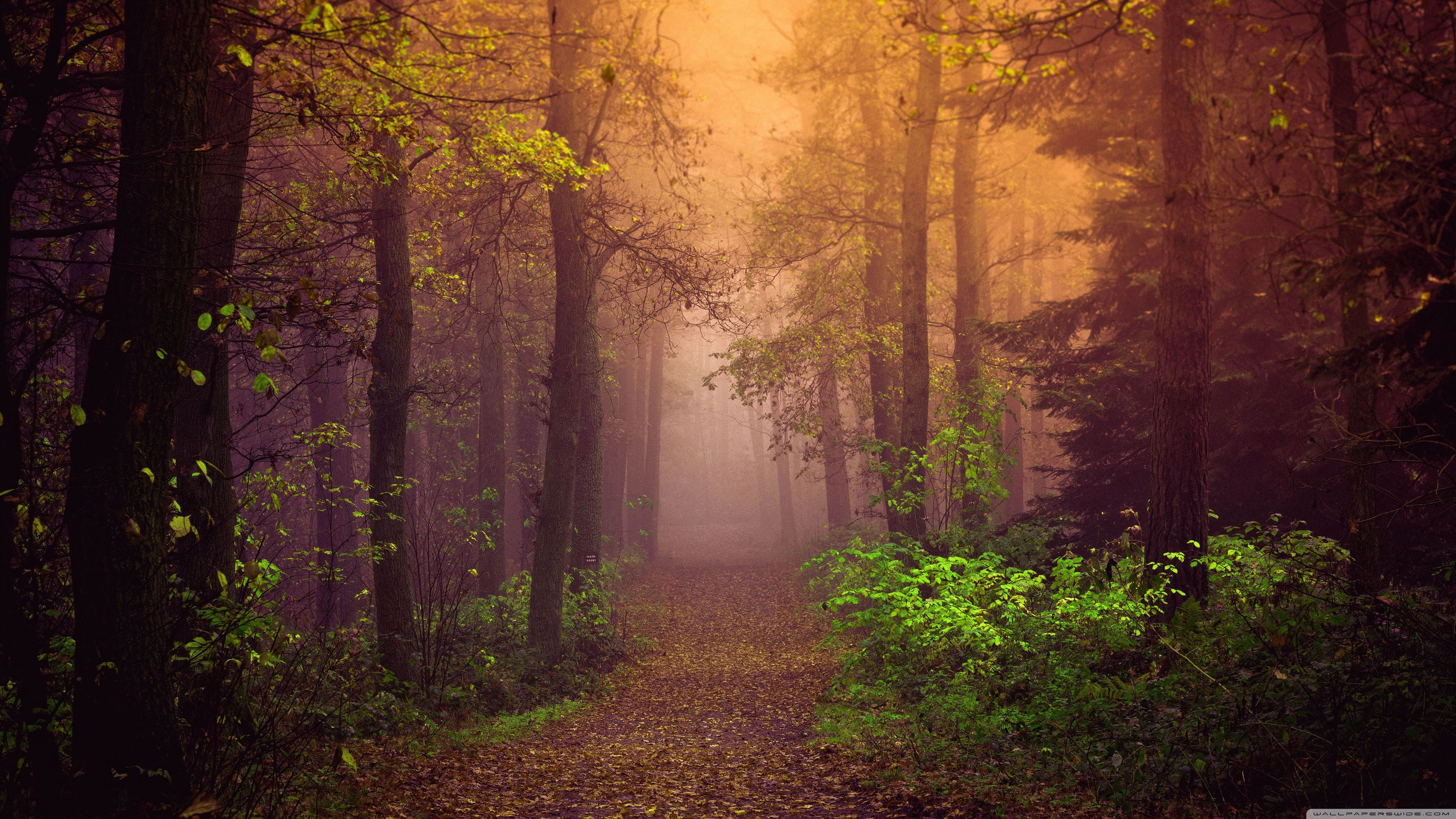 3840x2160 Forest Aesthetic 4K UHD Wallpaper for UltraHD Desktop and TV : Widescreen and UltraWide Display