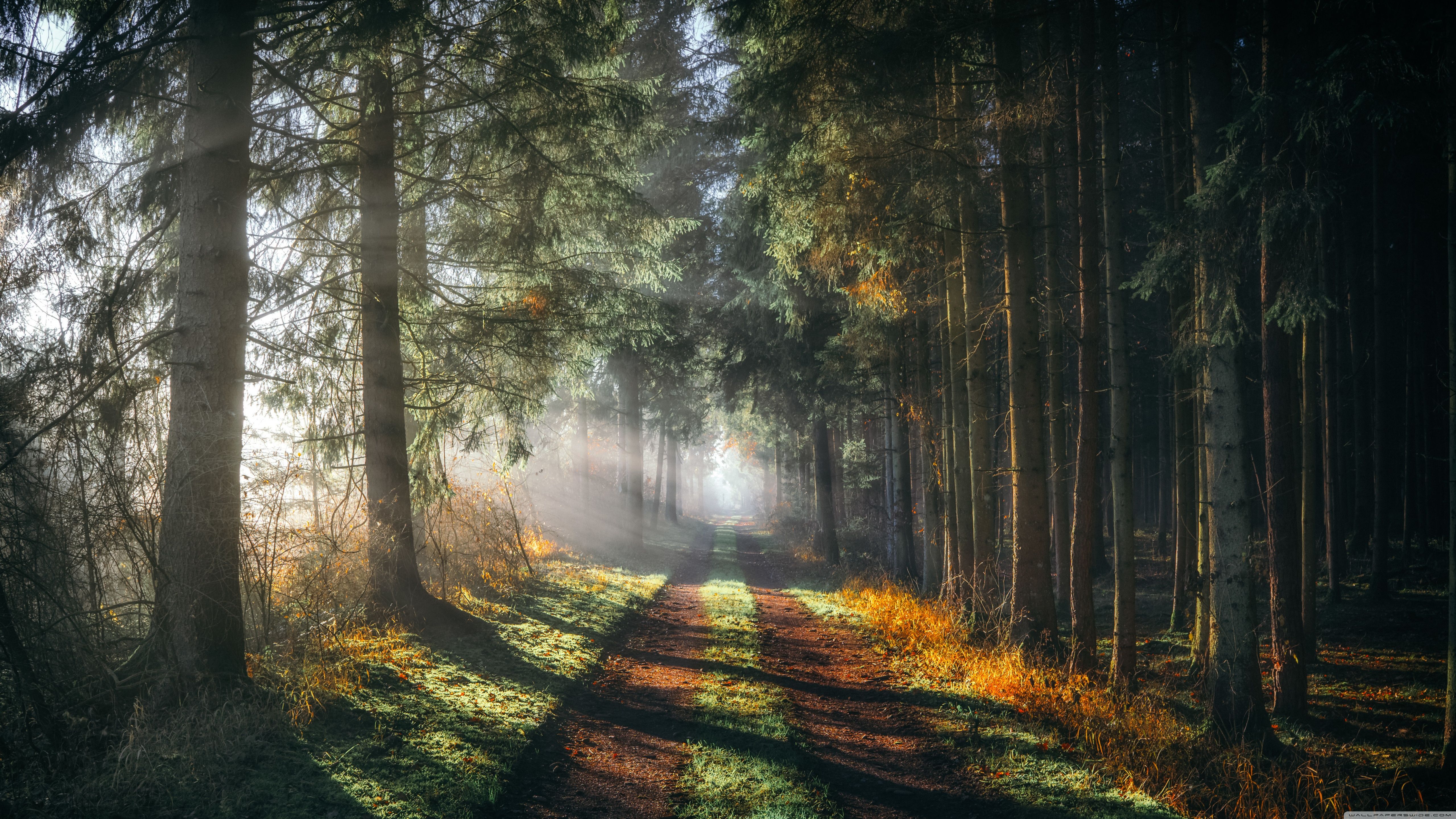 5120x2880 Coniferous Forest, Road, Sun Rays Shines Through Trees 4K UHD Wallpaper for UltraHD Desktop and TV : Widescreen and UltraWide Display : Smartphone and Tablet Devices