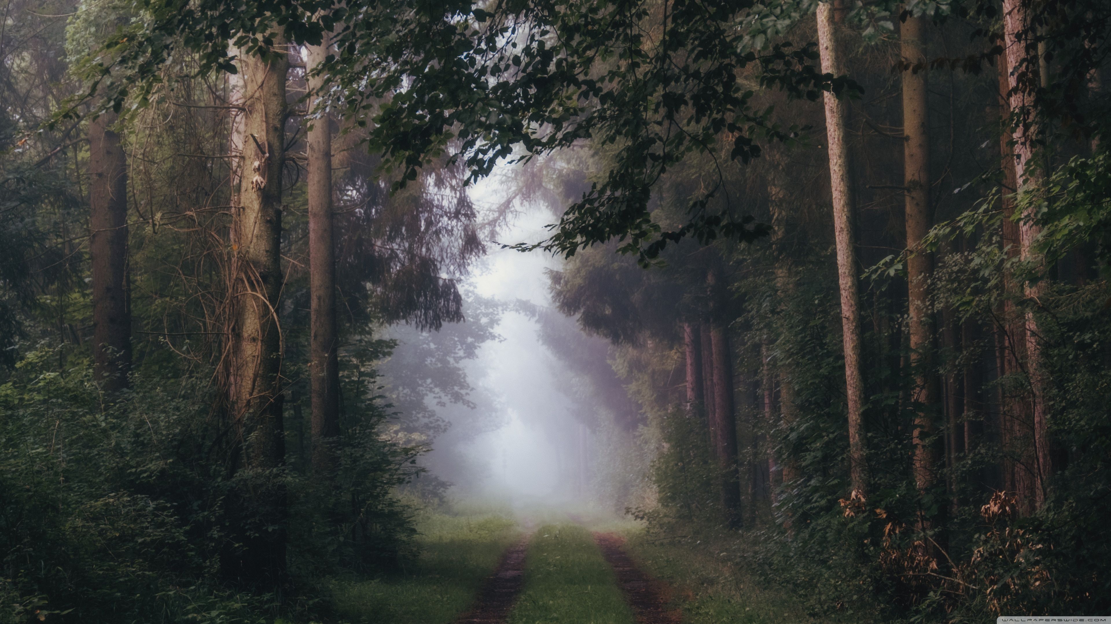 3840x2160 Misty Summer Roadest 4K UHD Wallpaper for UltraHD Desktop and TV : Widescreen and UltraWide Display : Dual Monitor : Smartphone and Tablet Devices