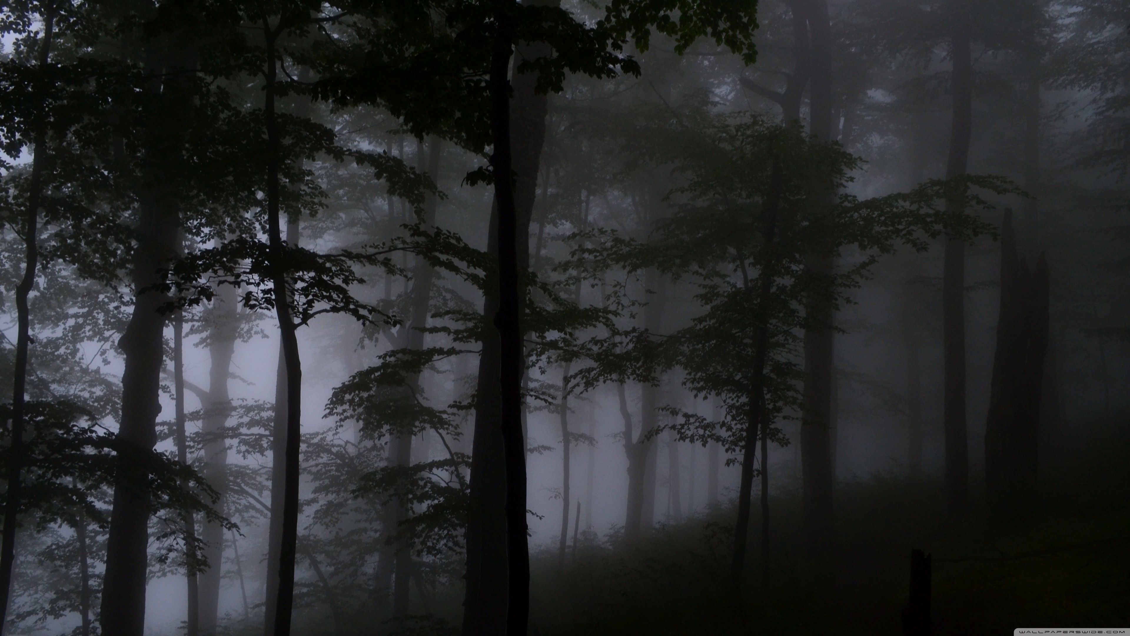 3840x2160 Forest Trees Shrouded in Fog 4K UHD Wallpaper for UltraHD Desktop and TV : Widescreen and UltraWide Display : Dual Monitor : Smartphone and Tablet Devices