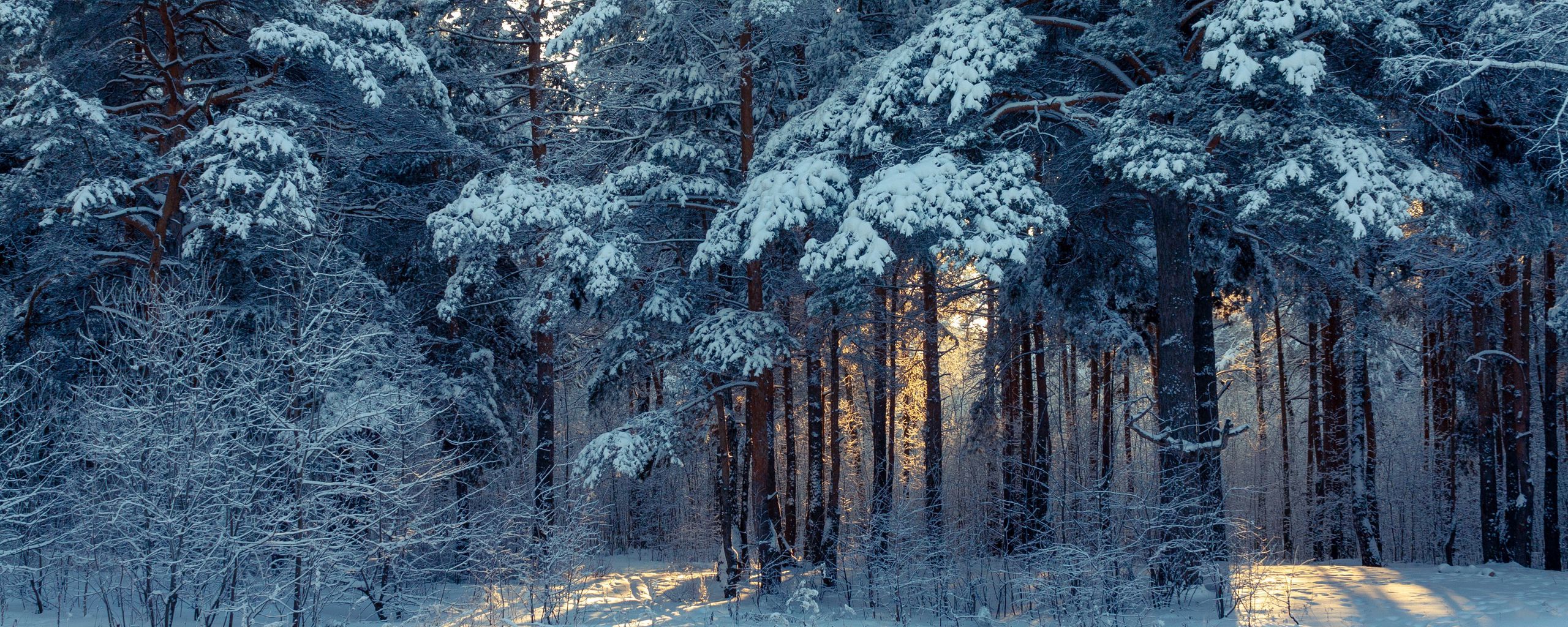 2560x1024 Winter Forest Ultrawide Wallpaper