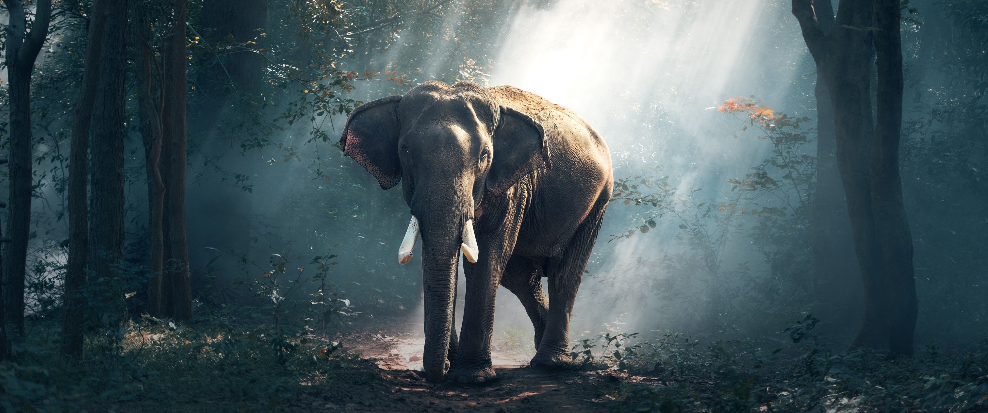 3440x1440 Elephant Wallpaper 4K, Forest, Daylight, Woods