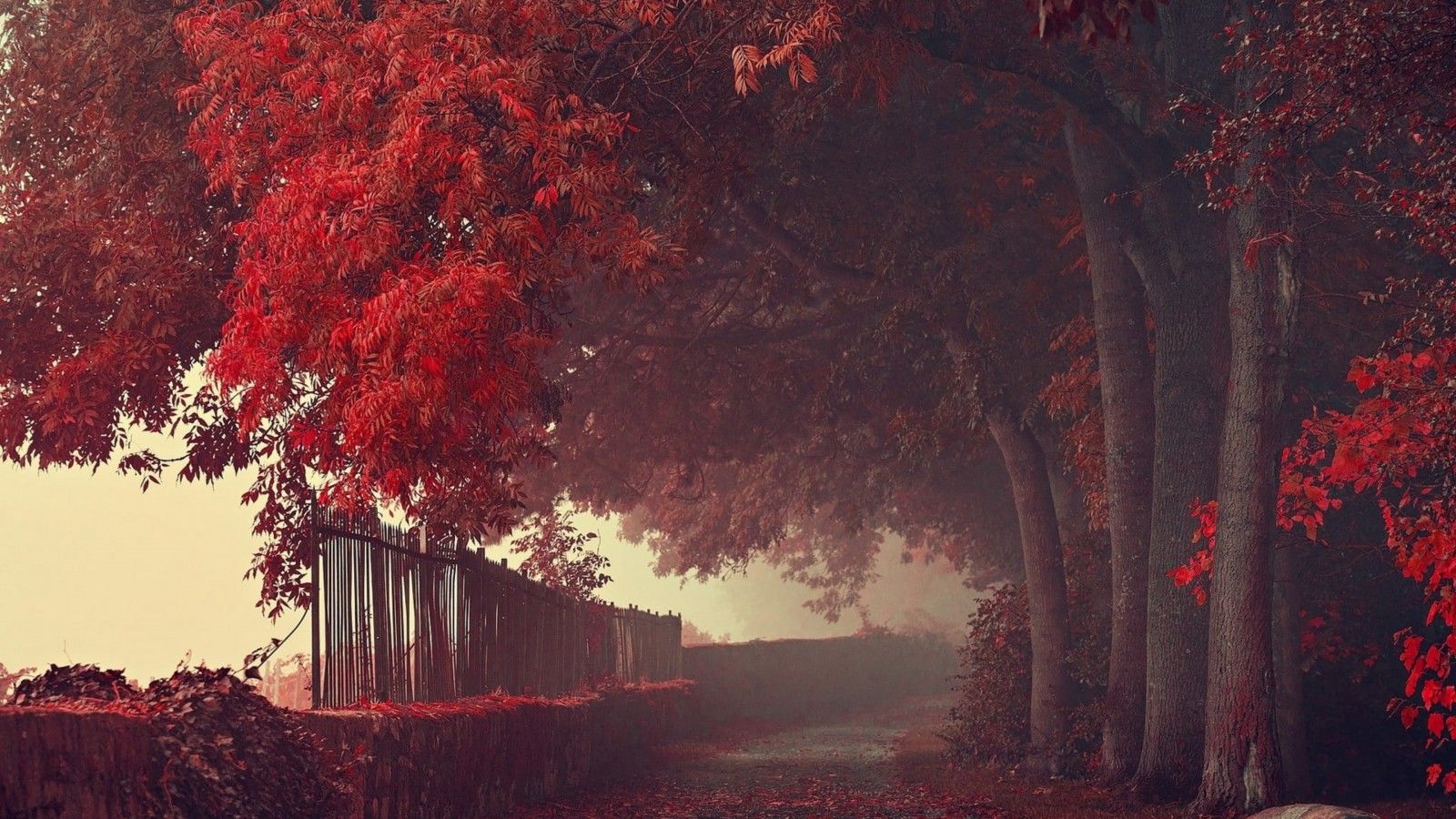 1600x900 Landscape Of Leafed Red Forest Trees 4K HD Nature Wallpaper