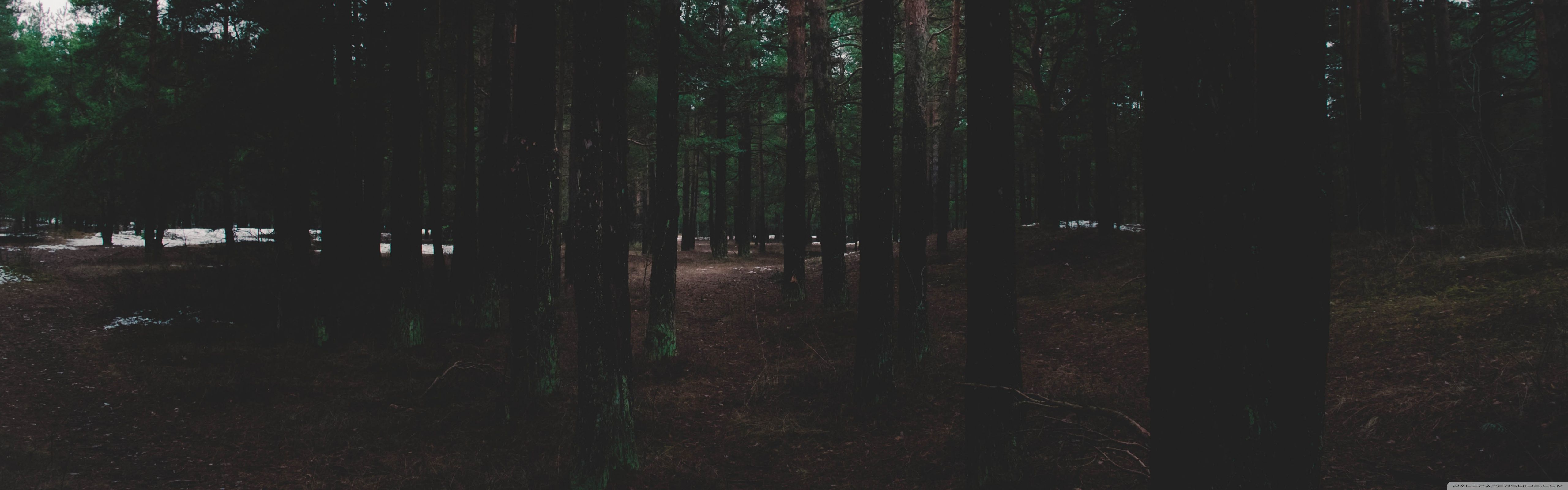 5120x1600 Forest 4K UHD Wallpaper for UltraHD Desktop and TV : Widescreen and UltraWide Display : Dual Monitor : Smartphone and Tablet Devices