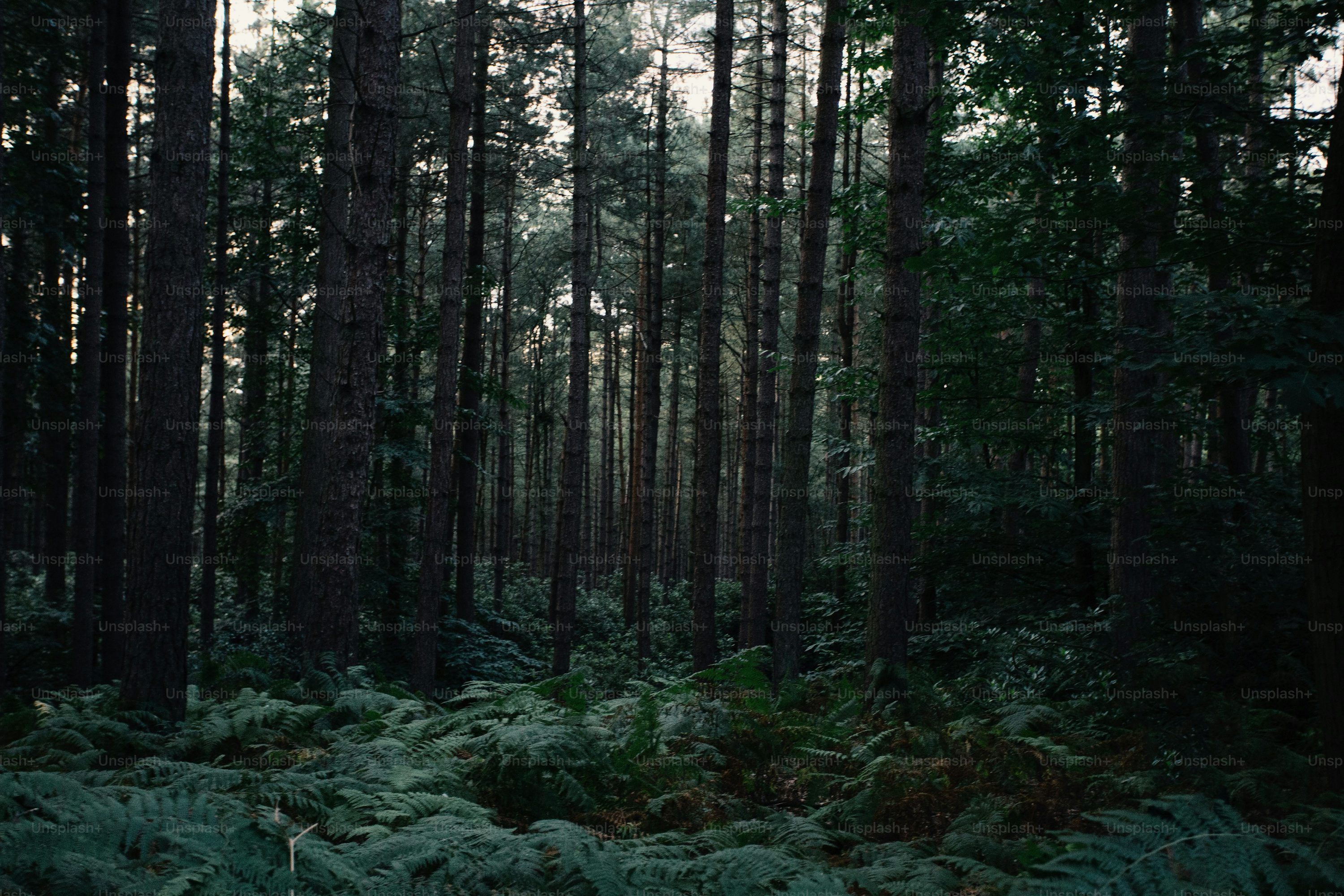 3000x2000 Aesthetic Forest Picture. Download Free Image