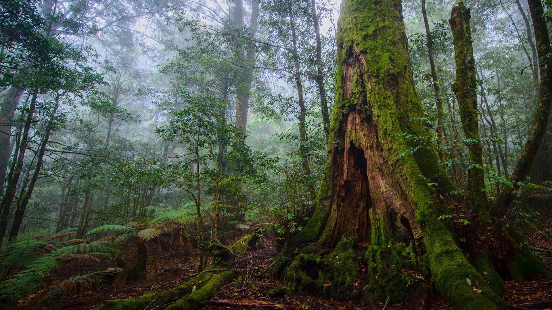 1920x1080 tree, Forest, Nature, Landscape, Rock, Hd, Ultrahd, 4k, Wallpaper HD / Desktop and Mobile Background