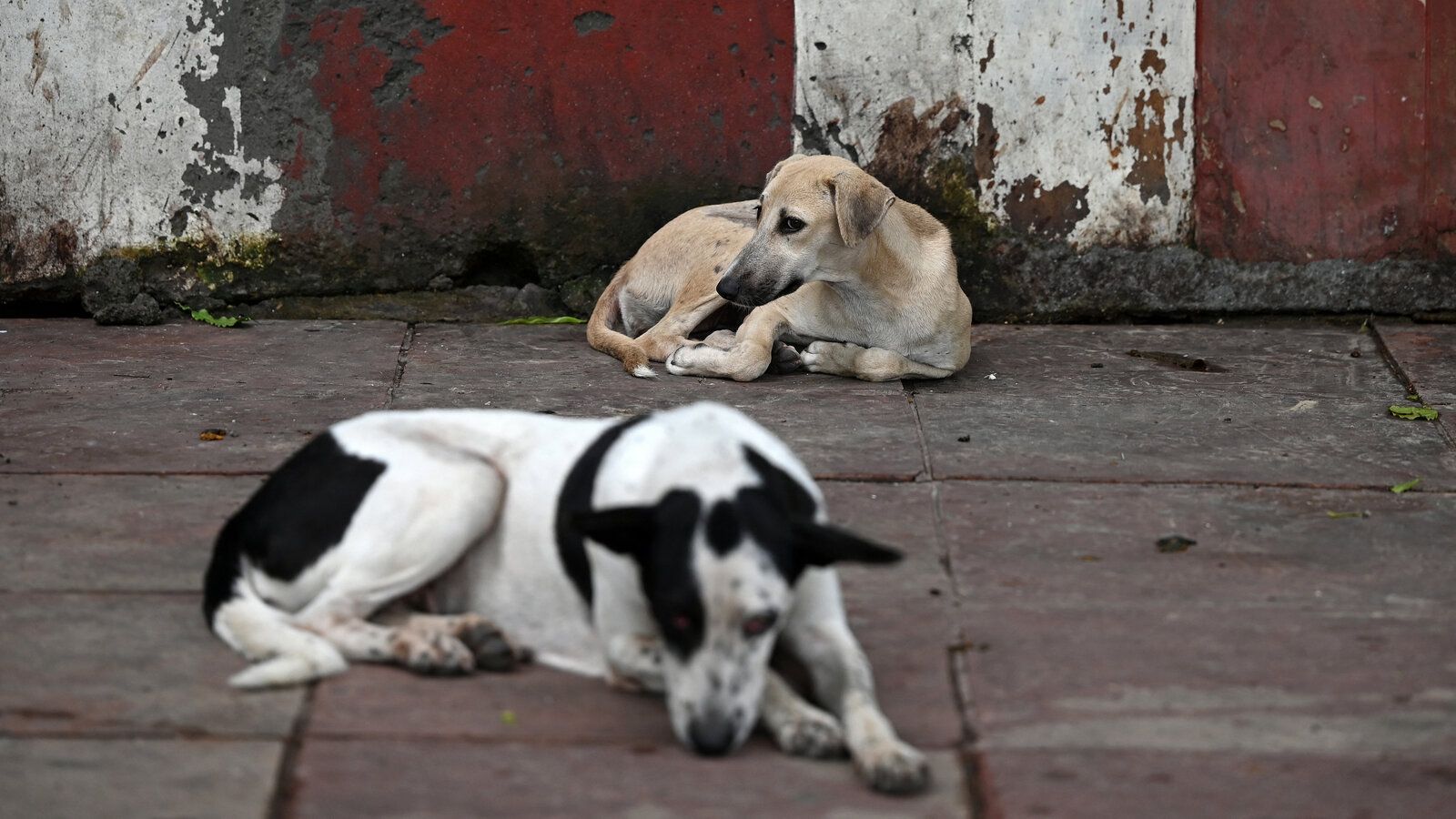 1600x900 India Orders Removal of Stray Dogs
