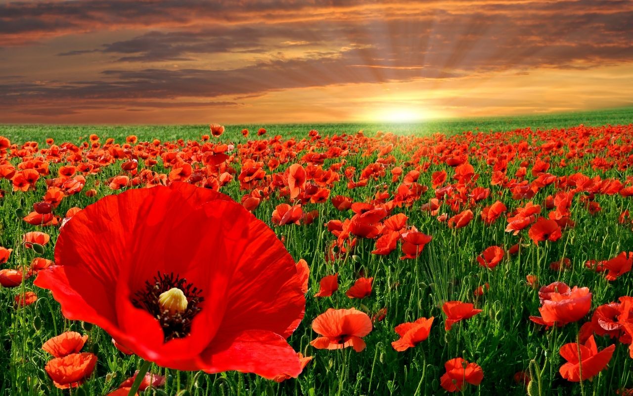 1280x800 Anzac Day Wallpaper