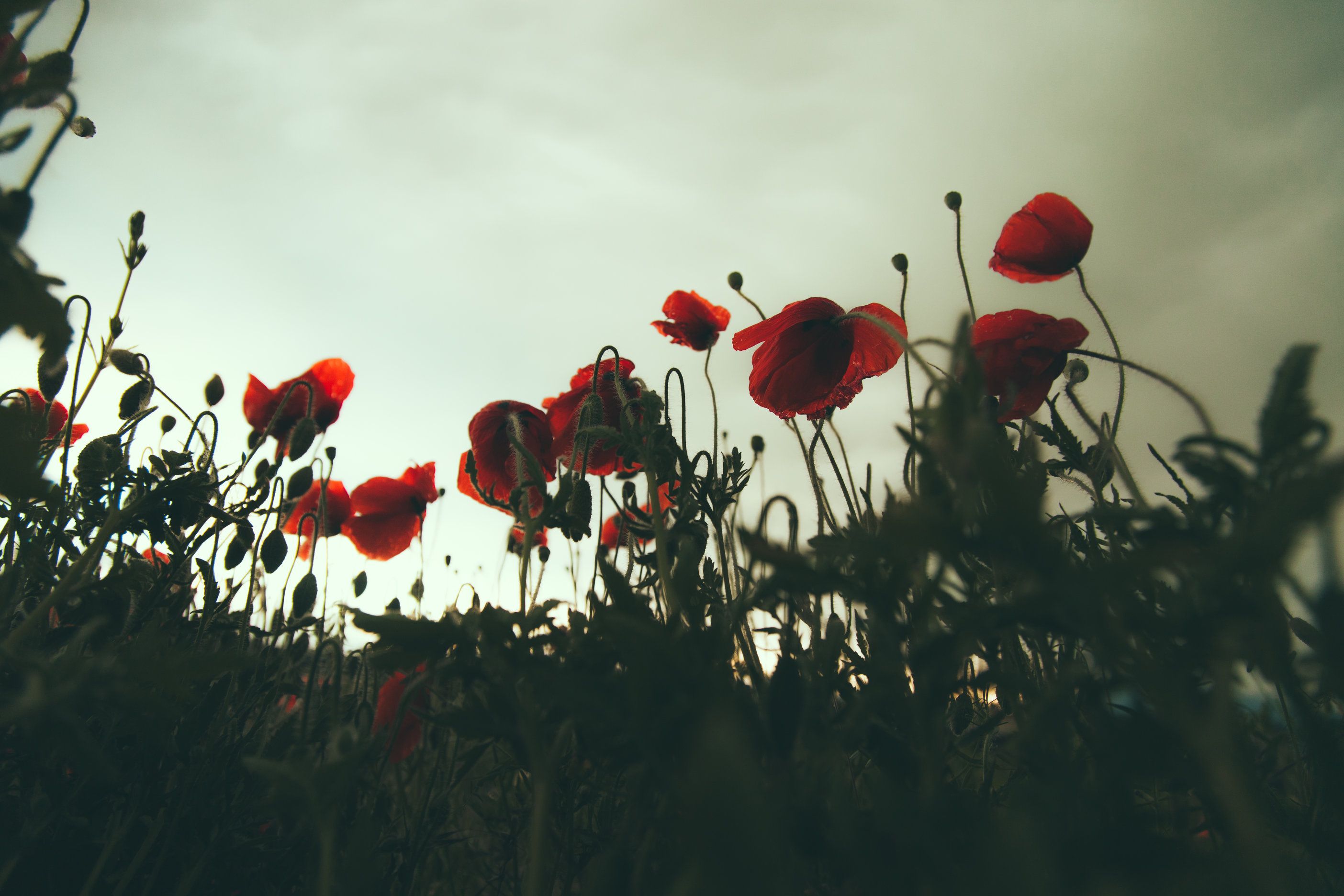 2808x1872 ANZAC Day Makeup