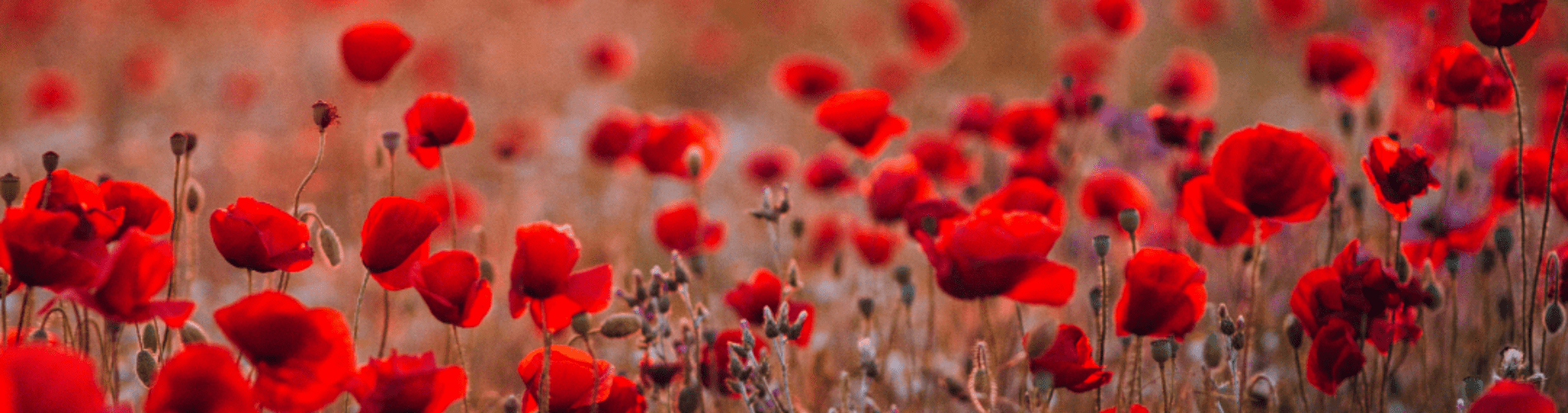 1900x500 ANZAC DAY