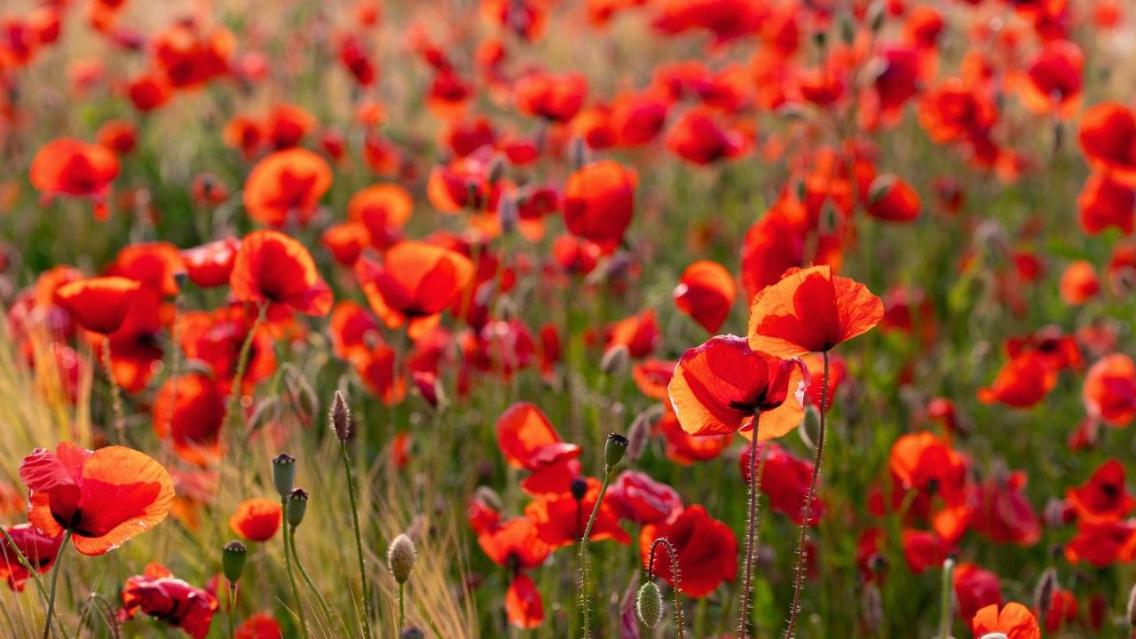 1280x720 Yes, we must remember: rebutting social media criticism of Anzac Day