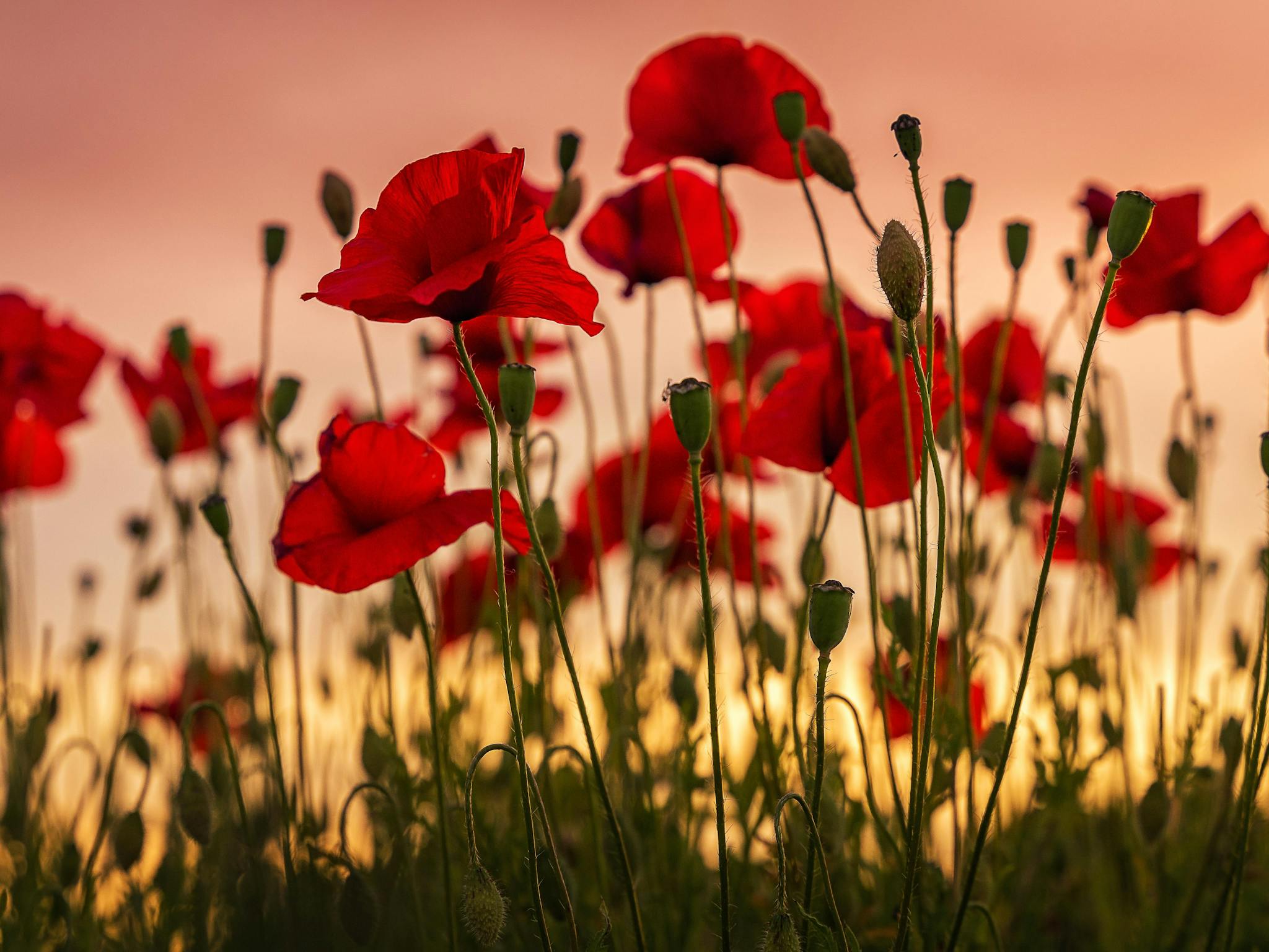 2048x1536 How to commemorate ANZAC Day in NSW