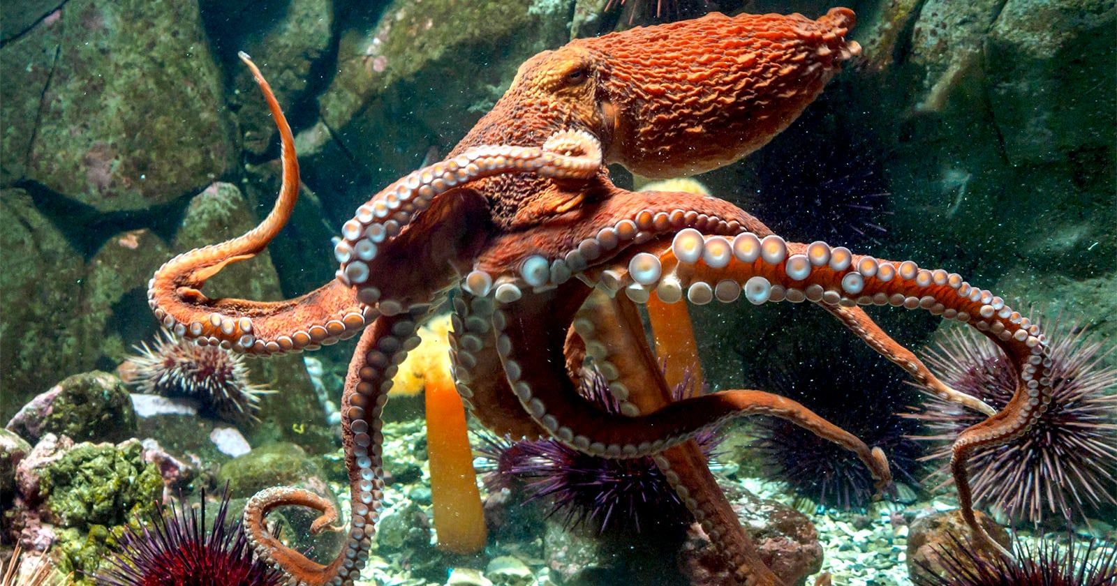 1600x840 Giant Octopus Grabs Camera From Diver and Films Itself