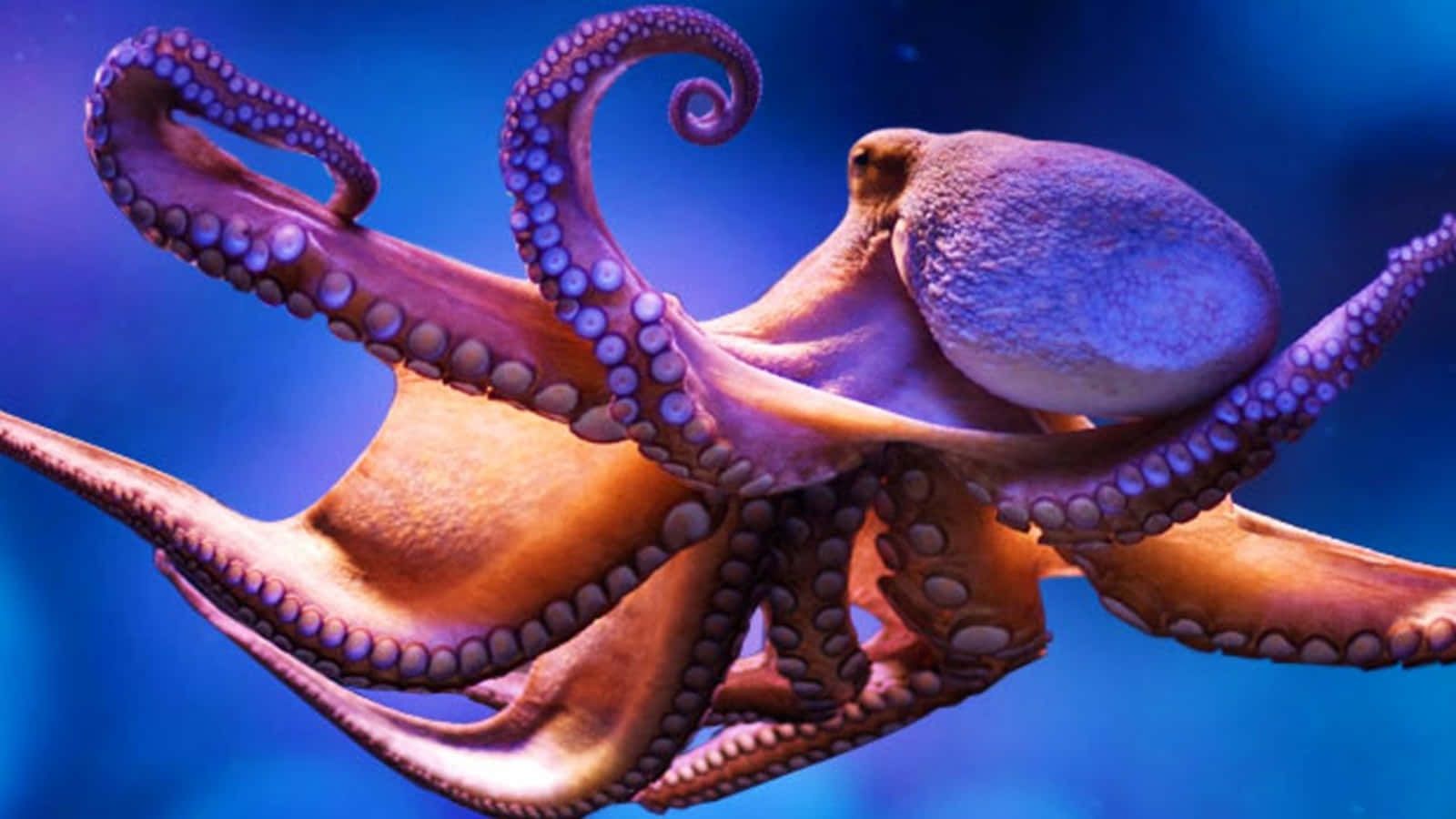 1600x900 Download Majestic Giant Pacific Octopus Swimming In The Deep Ocean Wallpaper