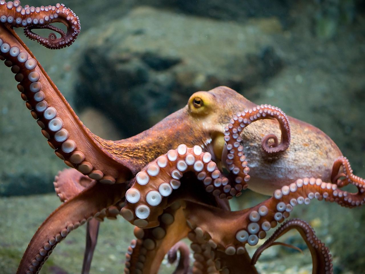 1280x960 A Very Angry Octopus Goes Viral After Lashing Out at an Australian Tourist