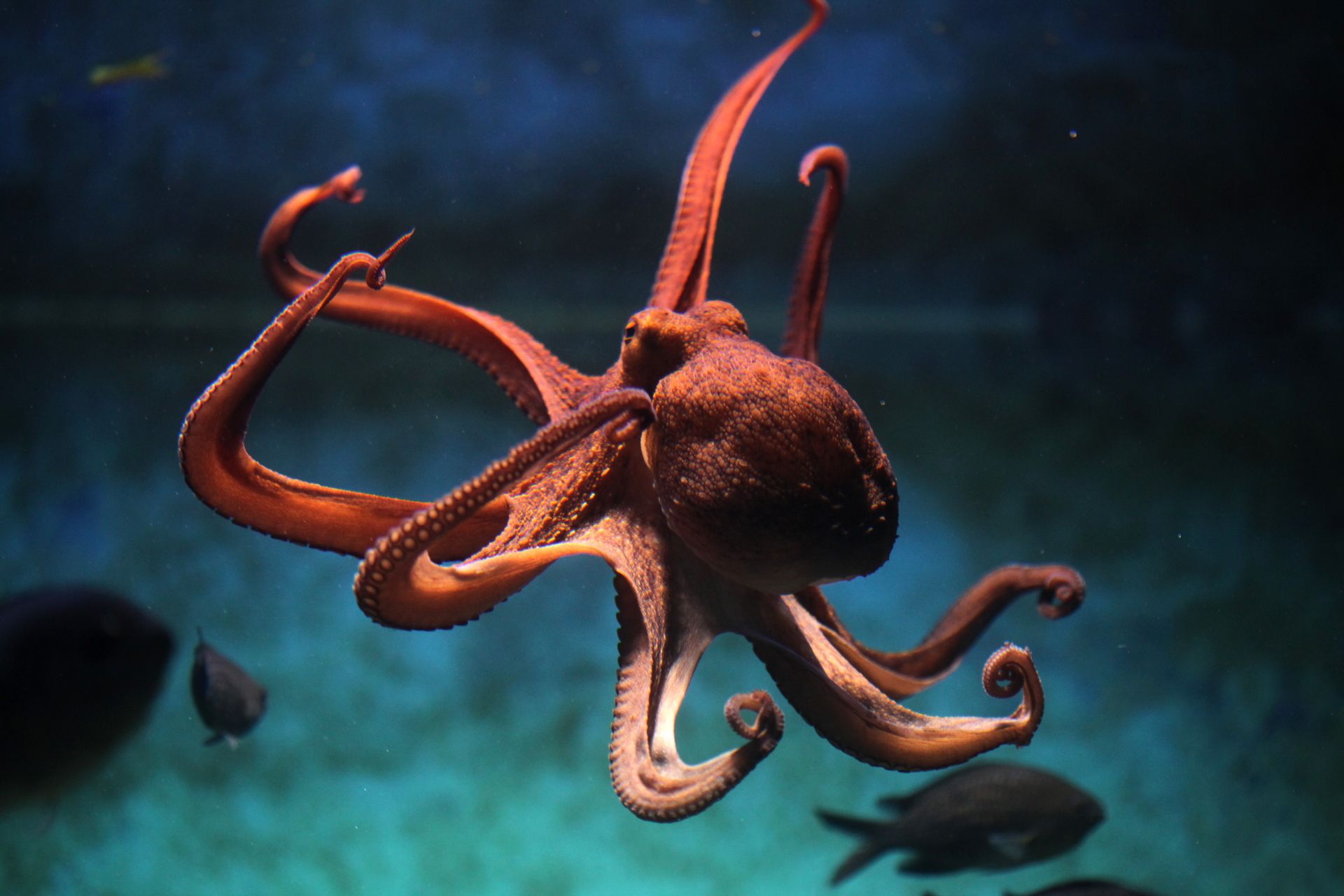 1920x1280 Download Animal Octopus HD Wallpaperx1280