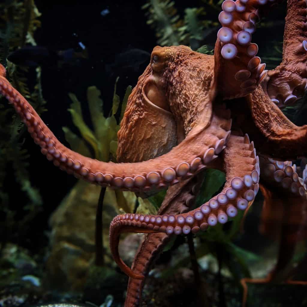 1024x1024 Giant Pacific Octopus Facts That Will Blow Your Mind Largest Octopus Fan Club!