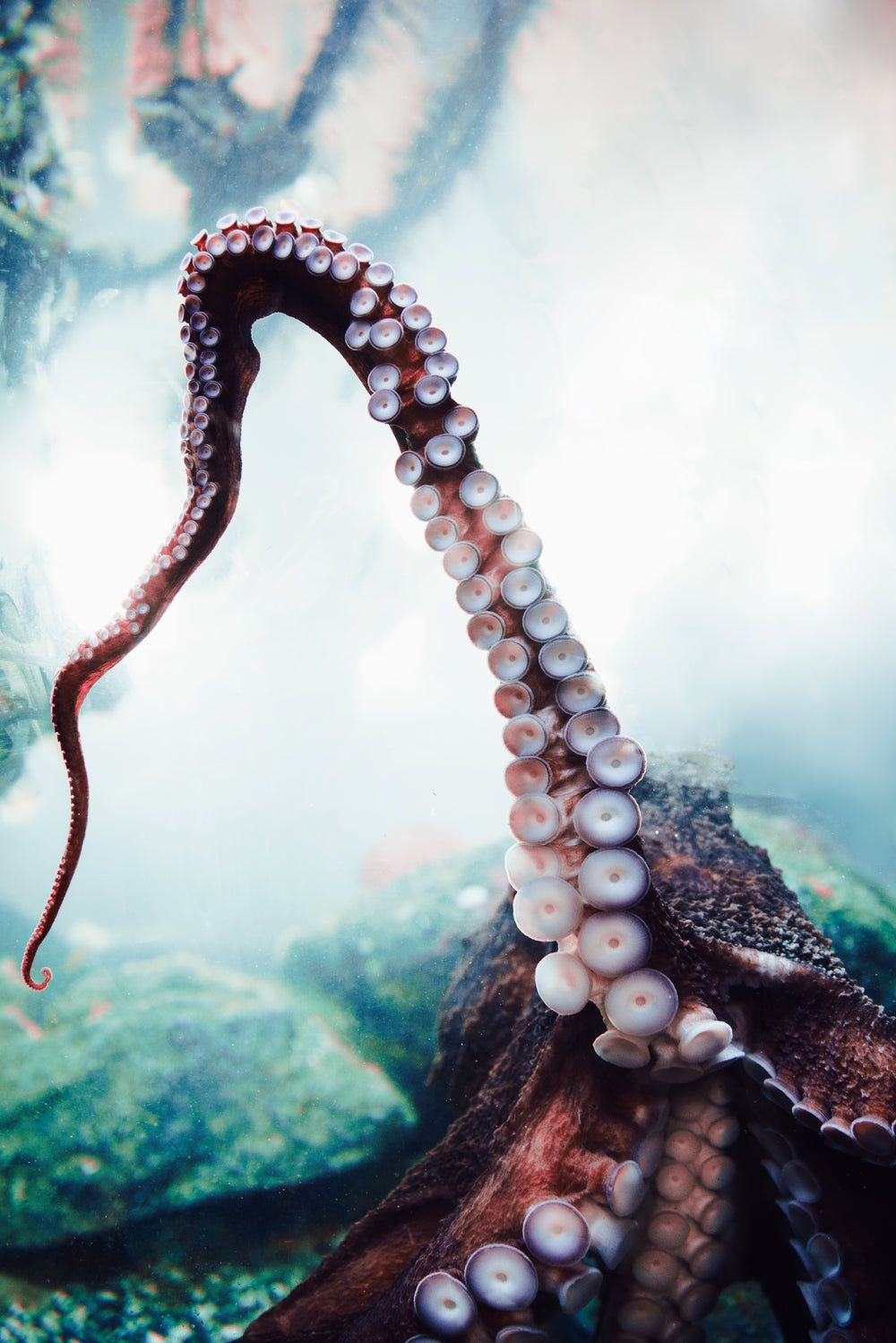 1000x1499 Octopus Image [HD]- Download for Free