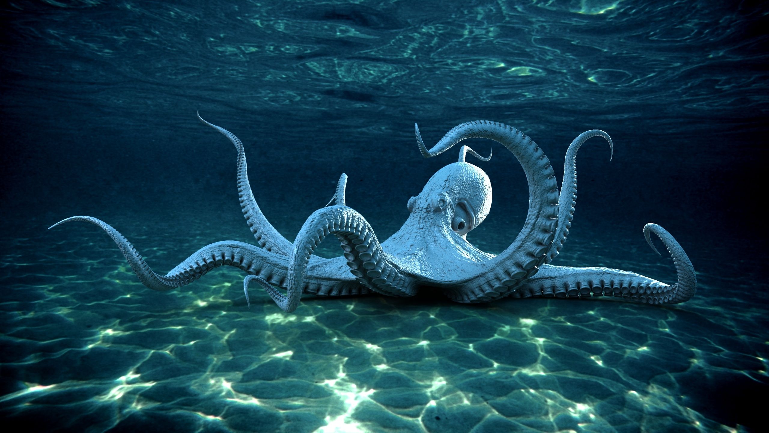 2560x1441 Giant Octopus 3D Models. Animal 3D Models