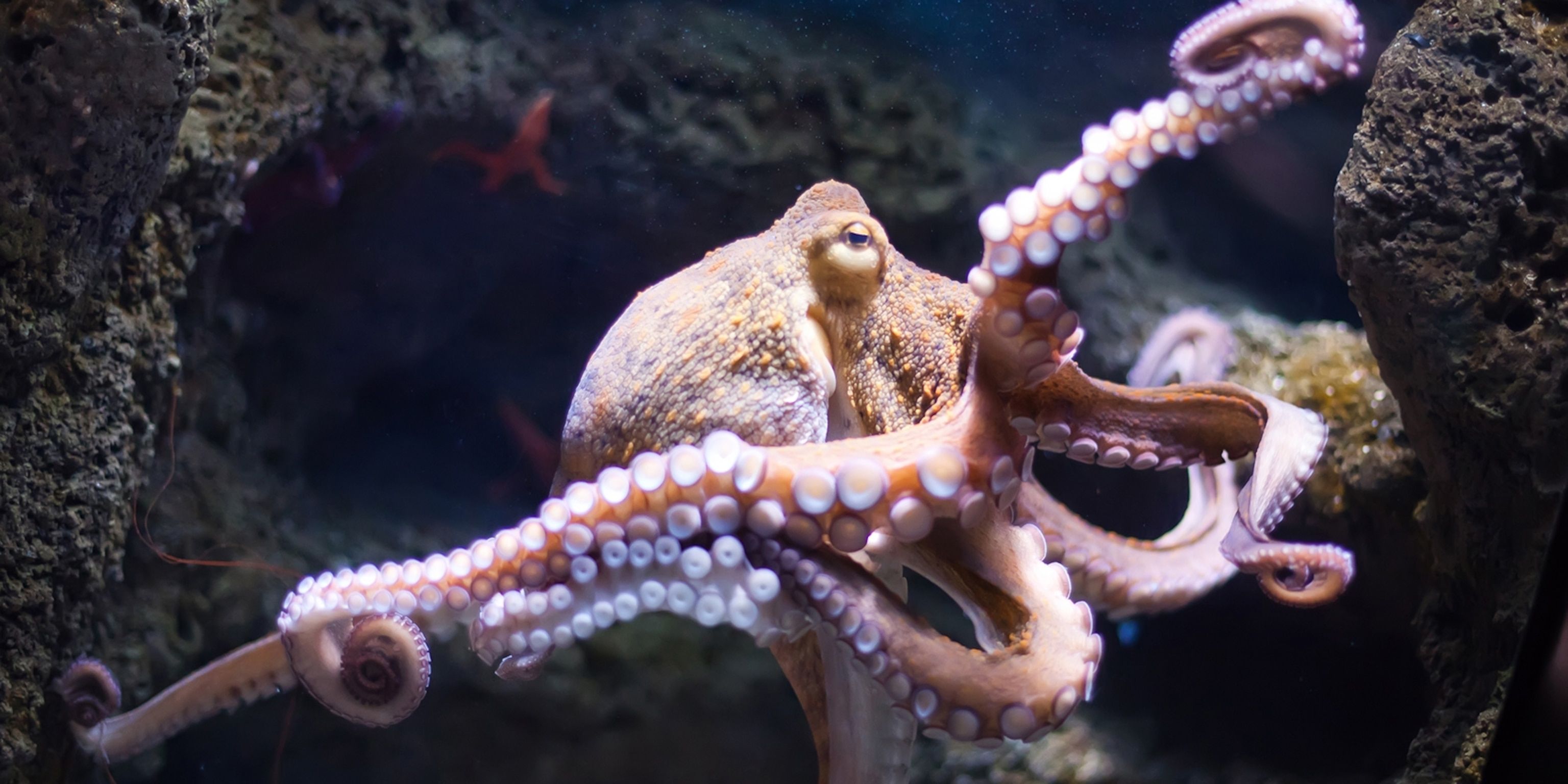 3072x1536 Octopus. National Geographic Kids
