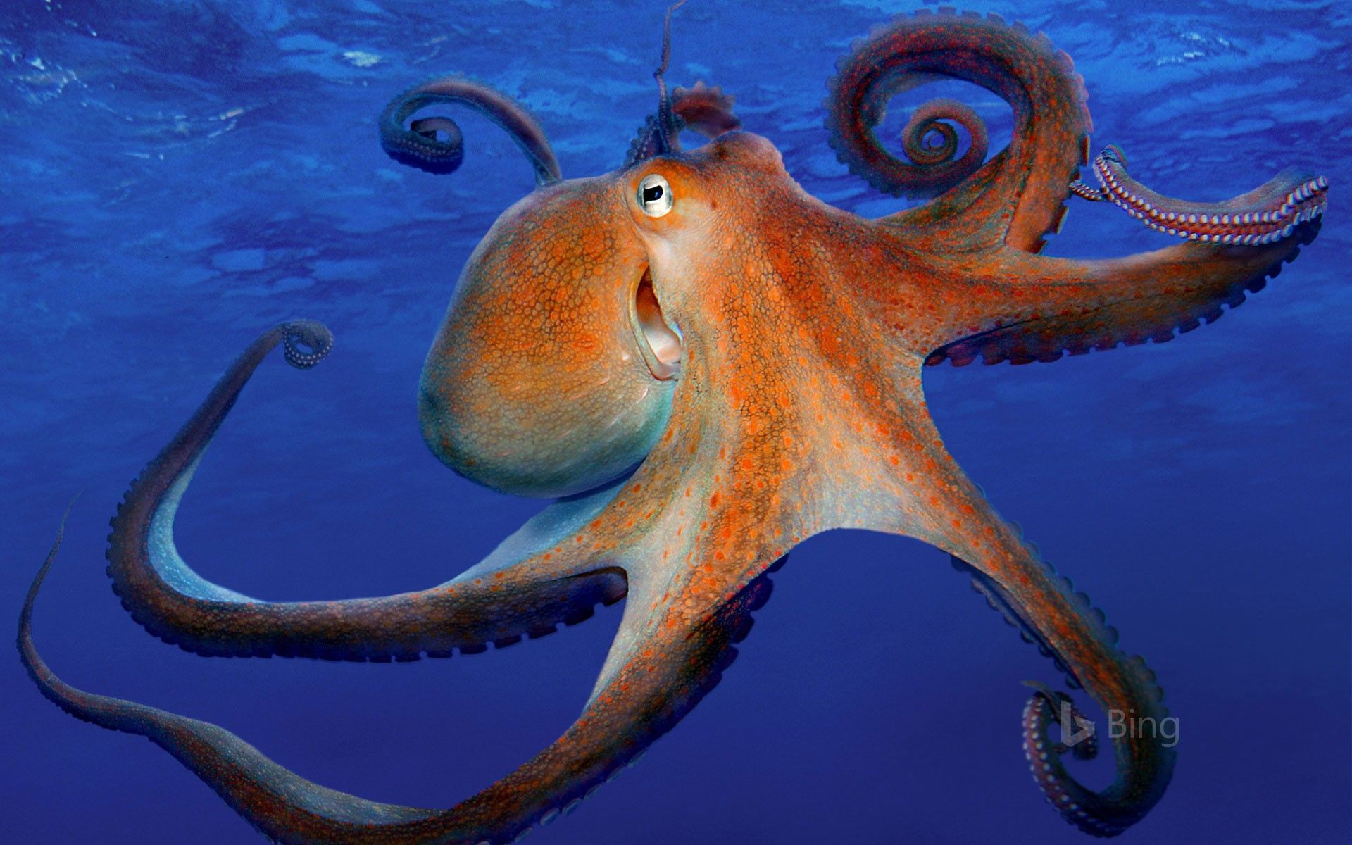 1920x1200 Common octopus Wallpaper