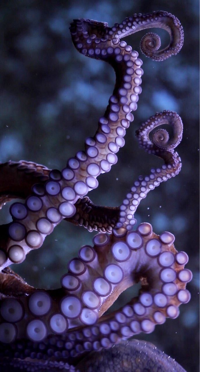 688x1280 Octopus Wallpaper. Beautiful Sea Creatures