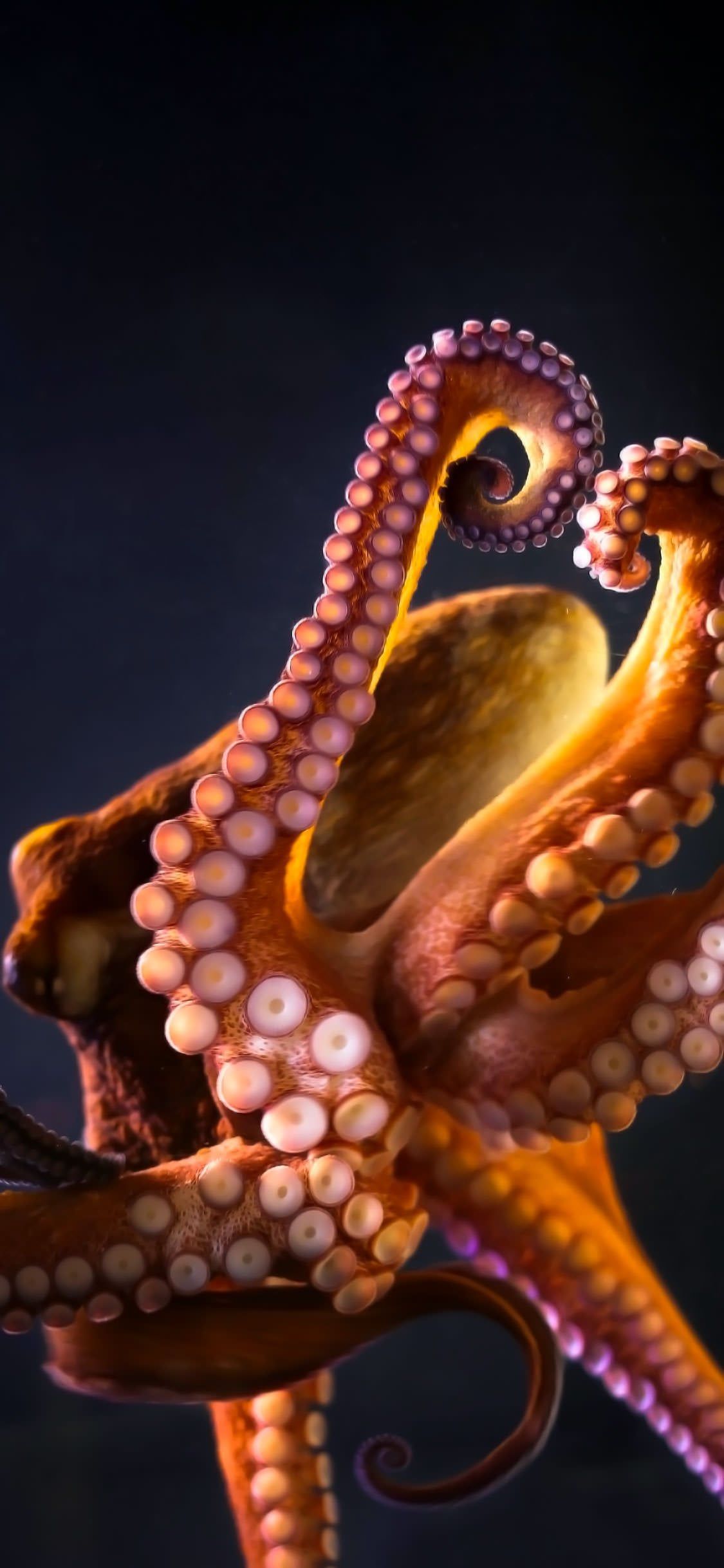 1125x2436 Giant Pacific Octopus (x Post R Wallpaper)