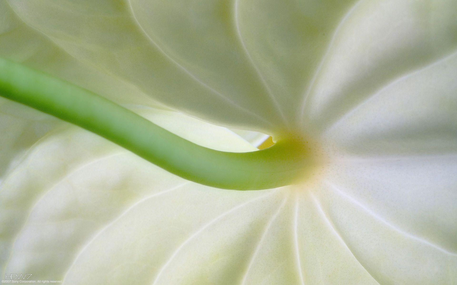 1920x1200 zen wallpaper. HD wallpaper gallery
