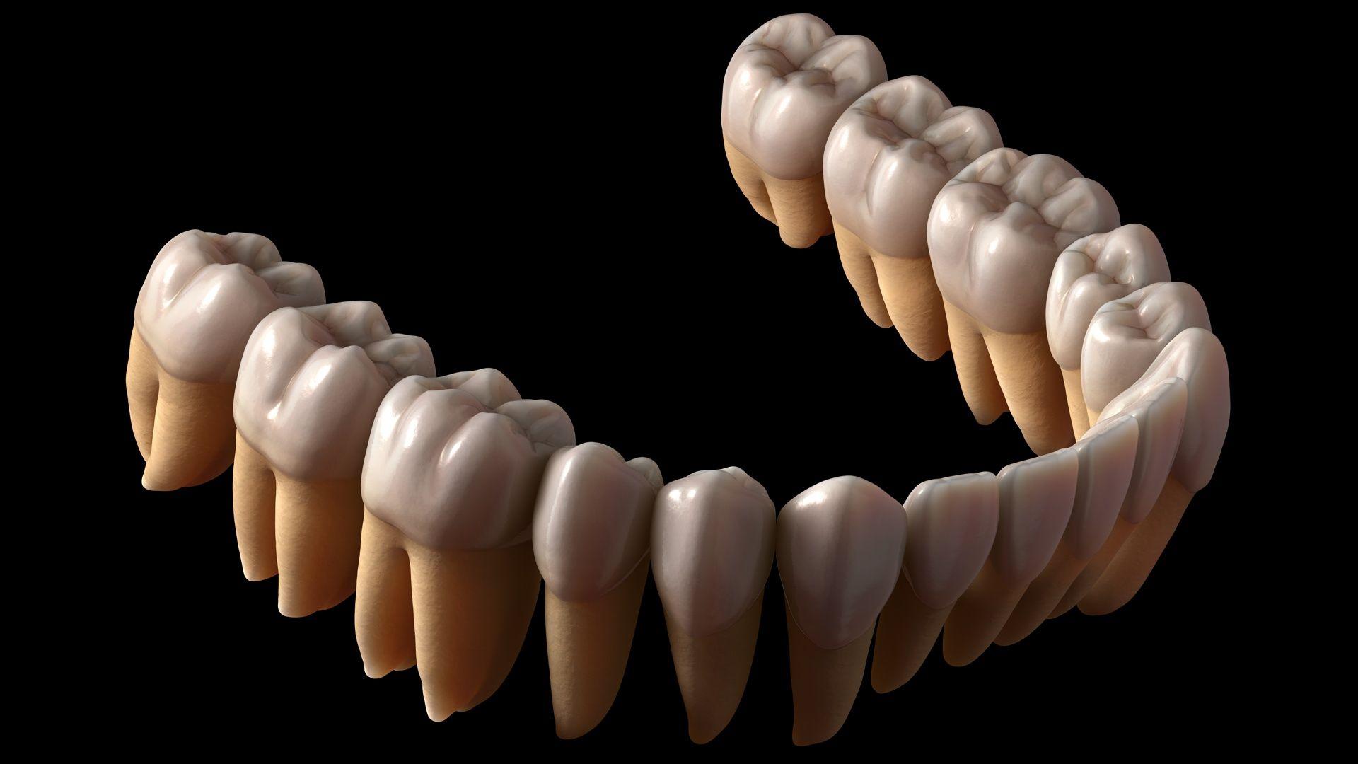 Зуб без кости. Макет зуба. Зубы человека. Анатомия зубов.