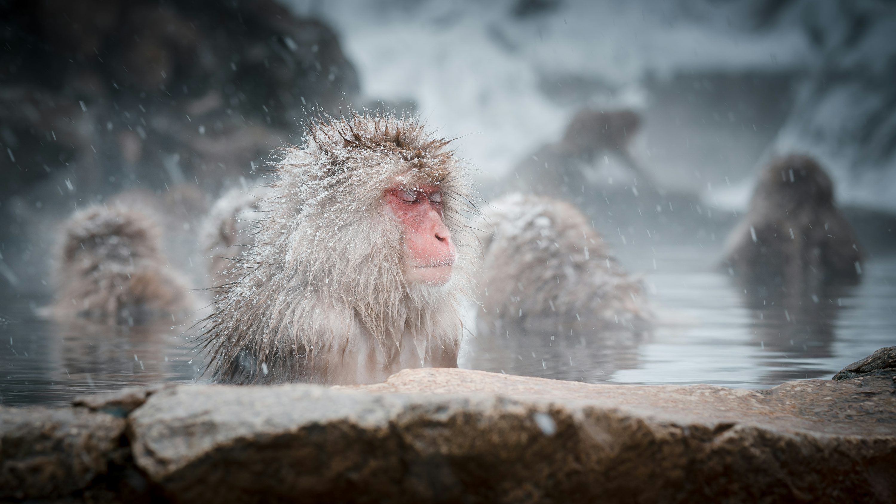 3000x1687 Snow Monkey Picture. Download Free Image