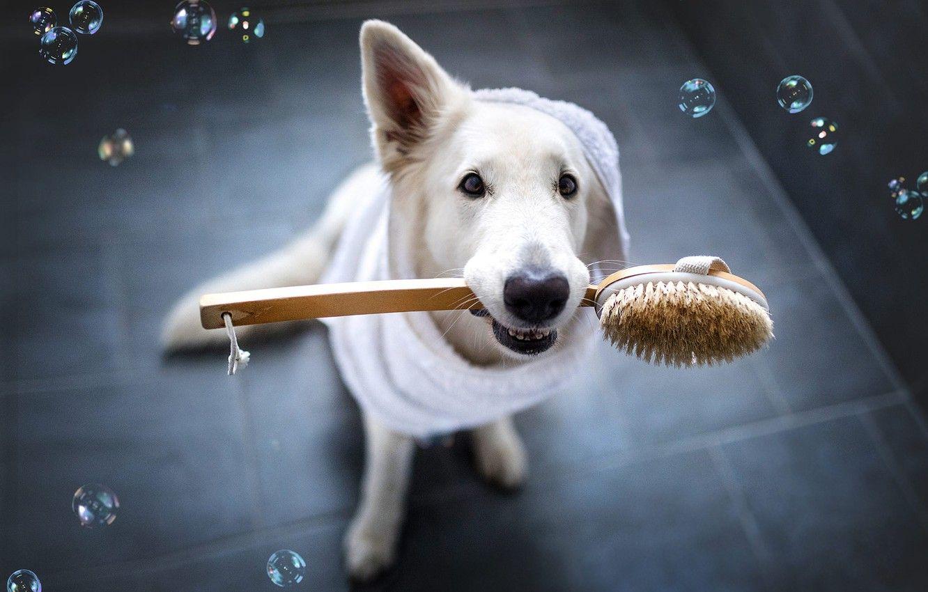 1332x850 Wallpaper look, face, clothing, tile, dog, bubbles, white