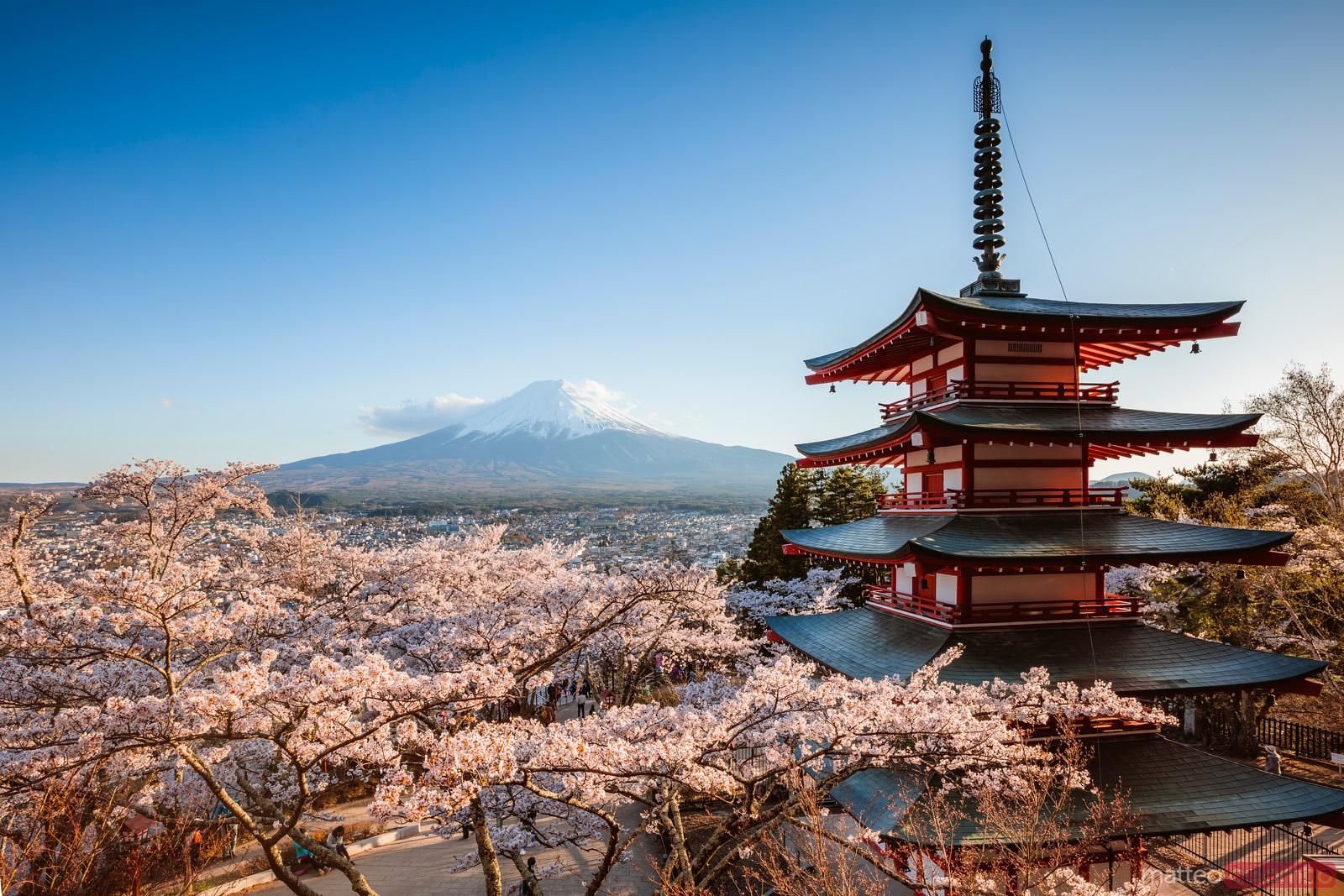 1600x1067 Iconic Chureito pagoda during cherry blossom season with mt. Fuji, Fuji Five lakes, Japan. Royalty Free Image