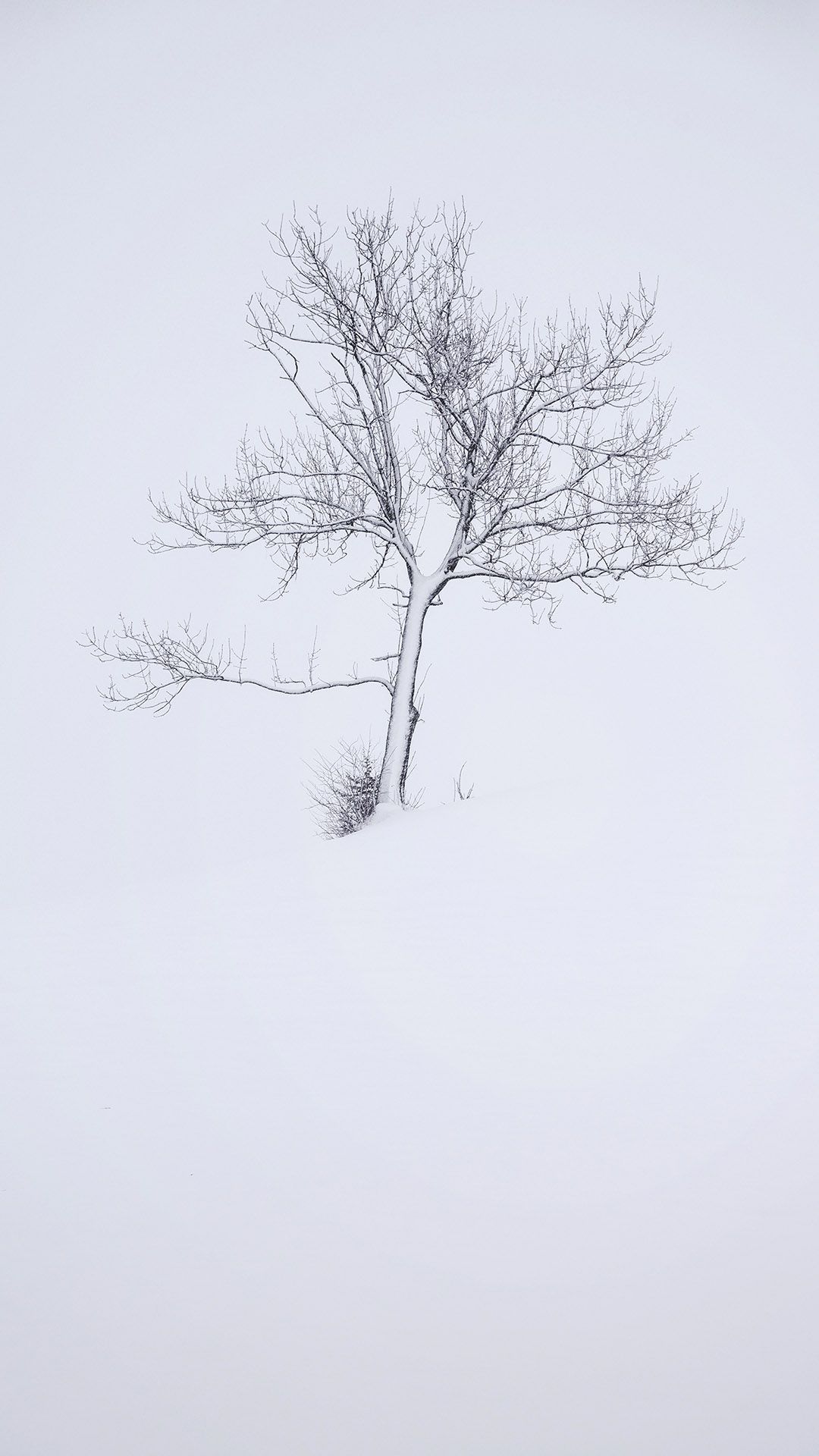 1080x1920 Dreamy Pixel. Free iPhone Wallpaper: Tree covered in snow
