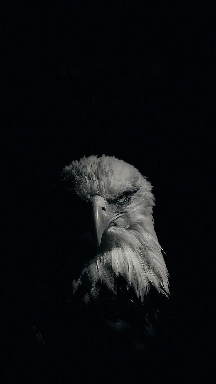 736x1309 Eagle