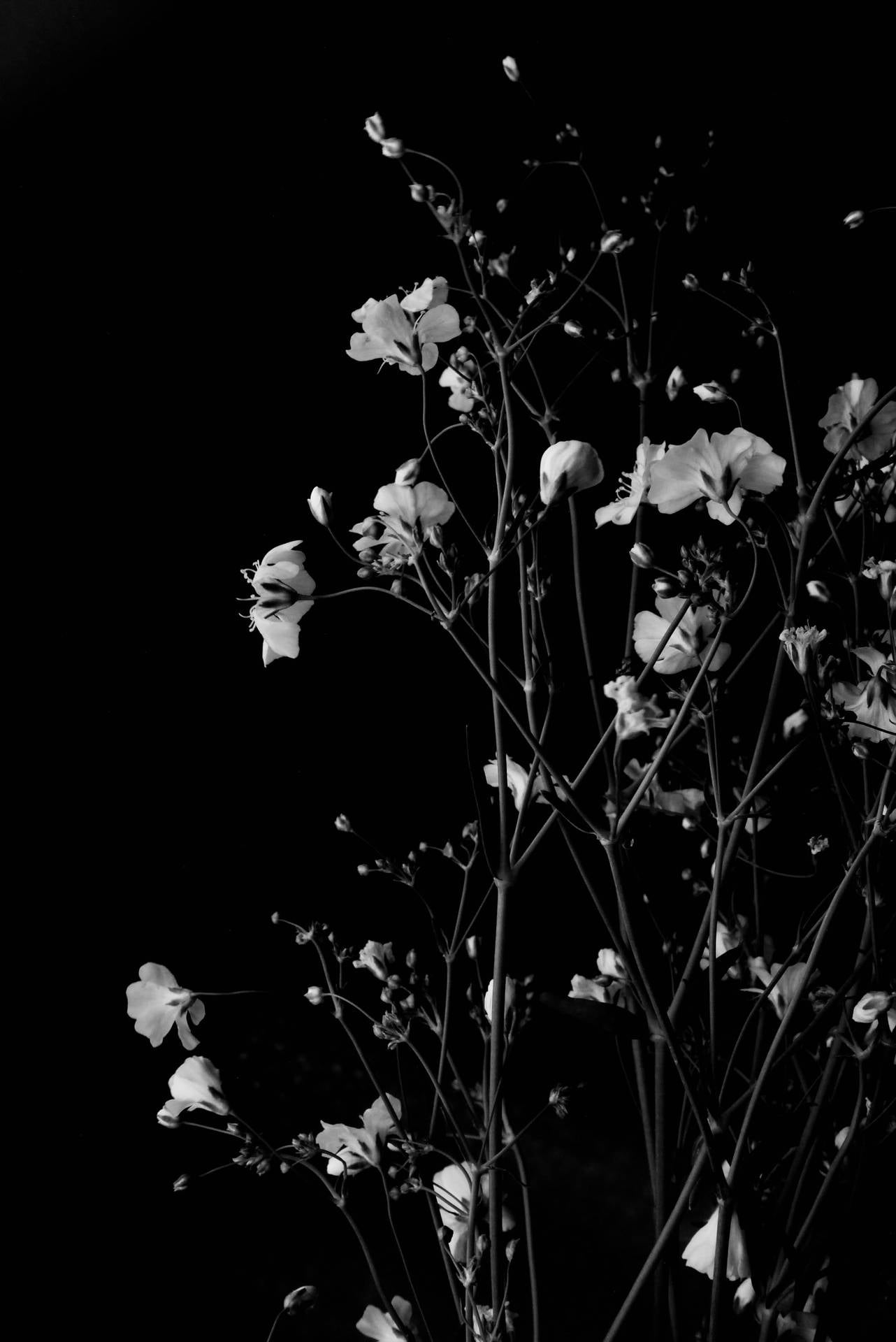 1282x1920 Download Dark HD Flowers Monochrome Phone Wallpaper