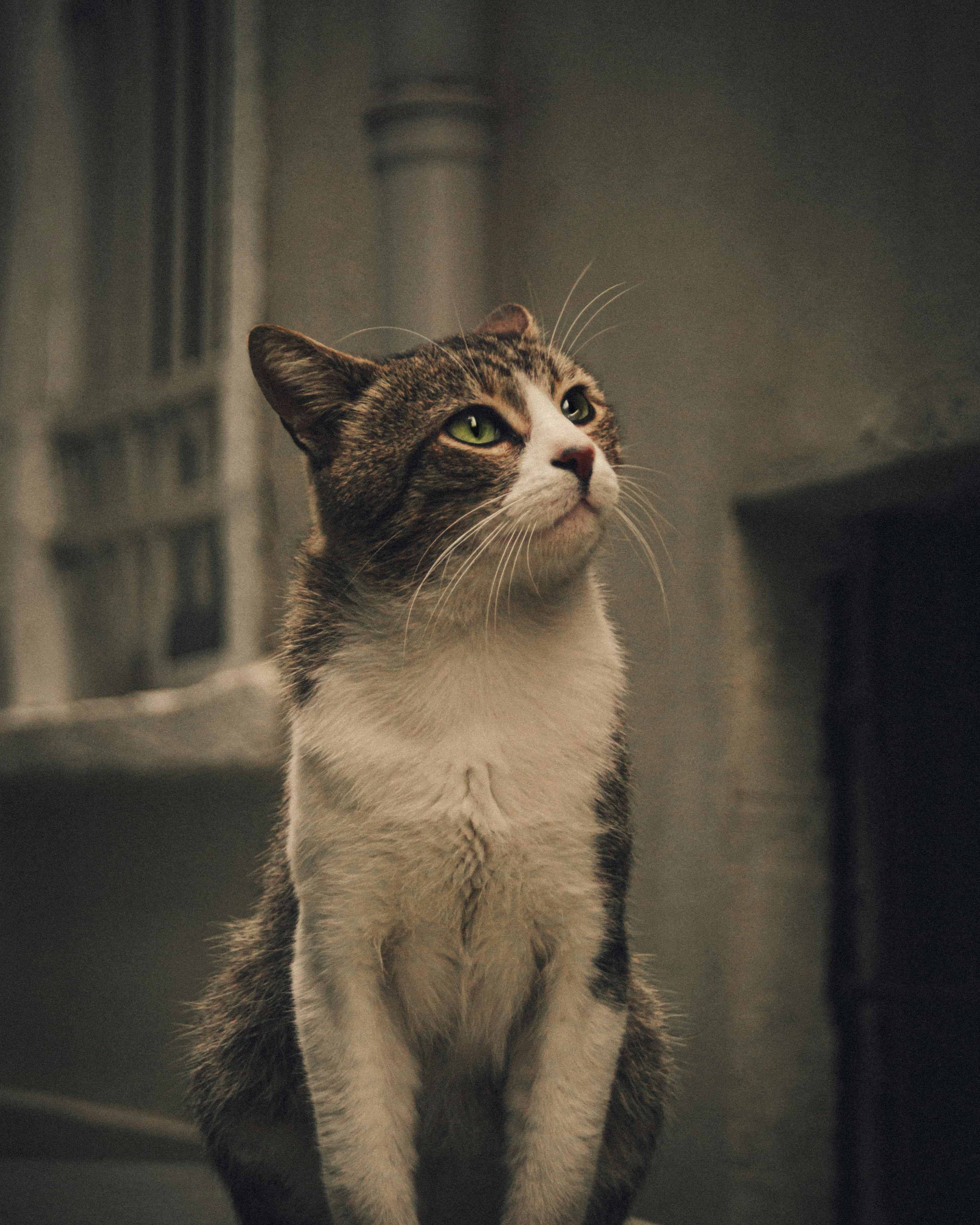 3617x4521 A Gray and White Tabby Cat Looking Up · Free