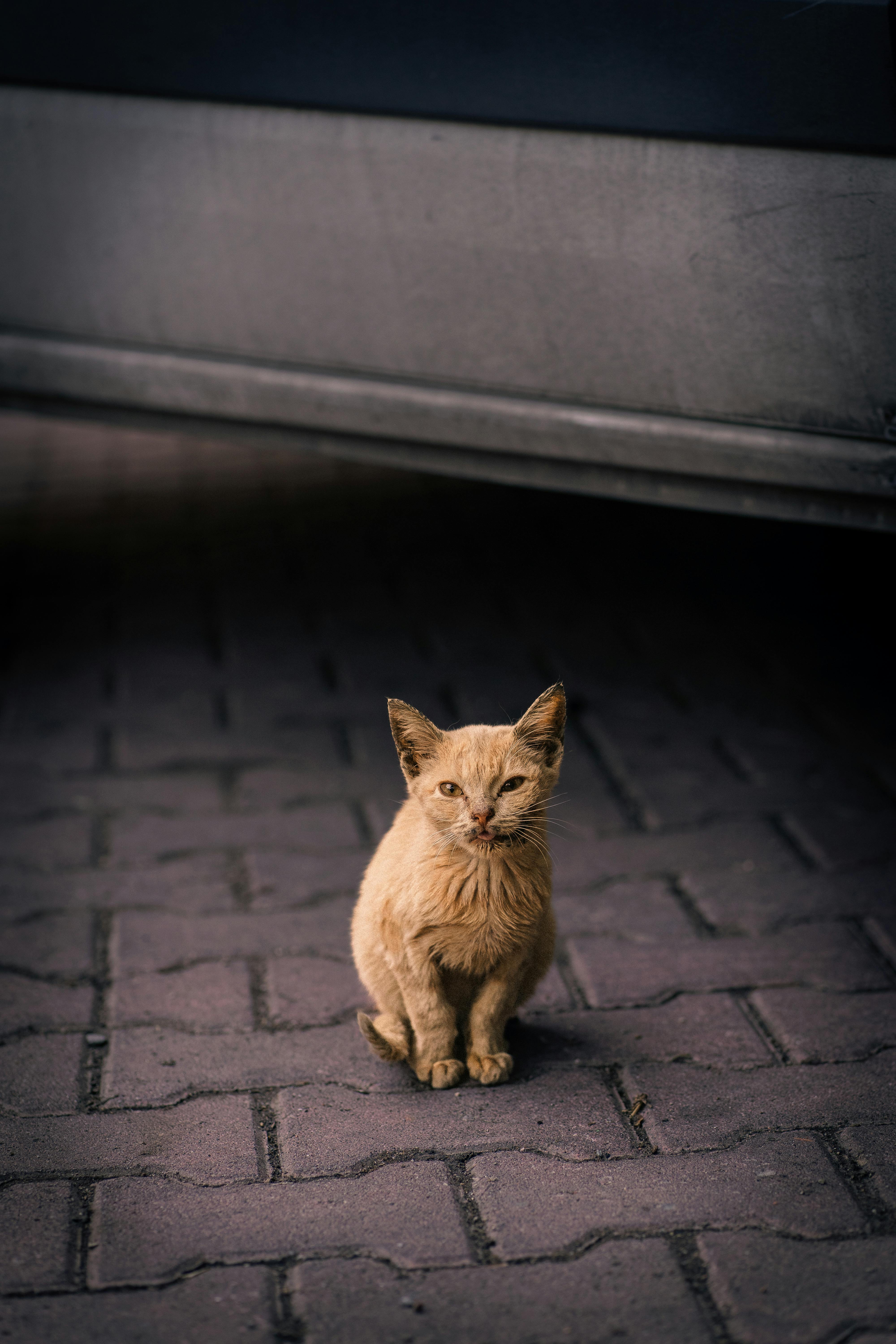 4000x6000 Lonely Cat Photo, Download The BEST Free Lonely Cat & HD Image