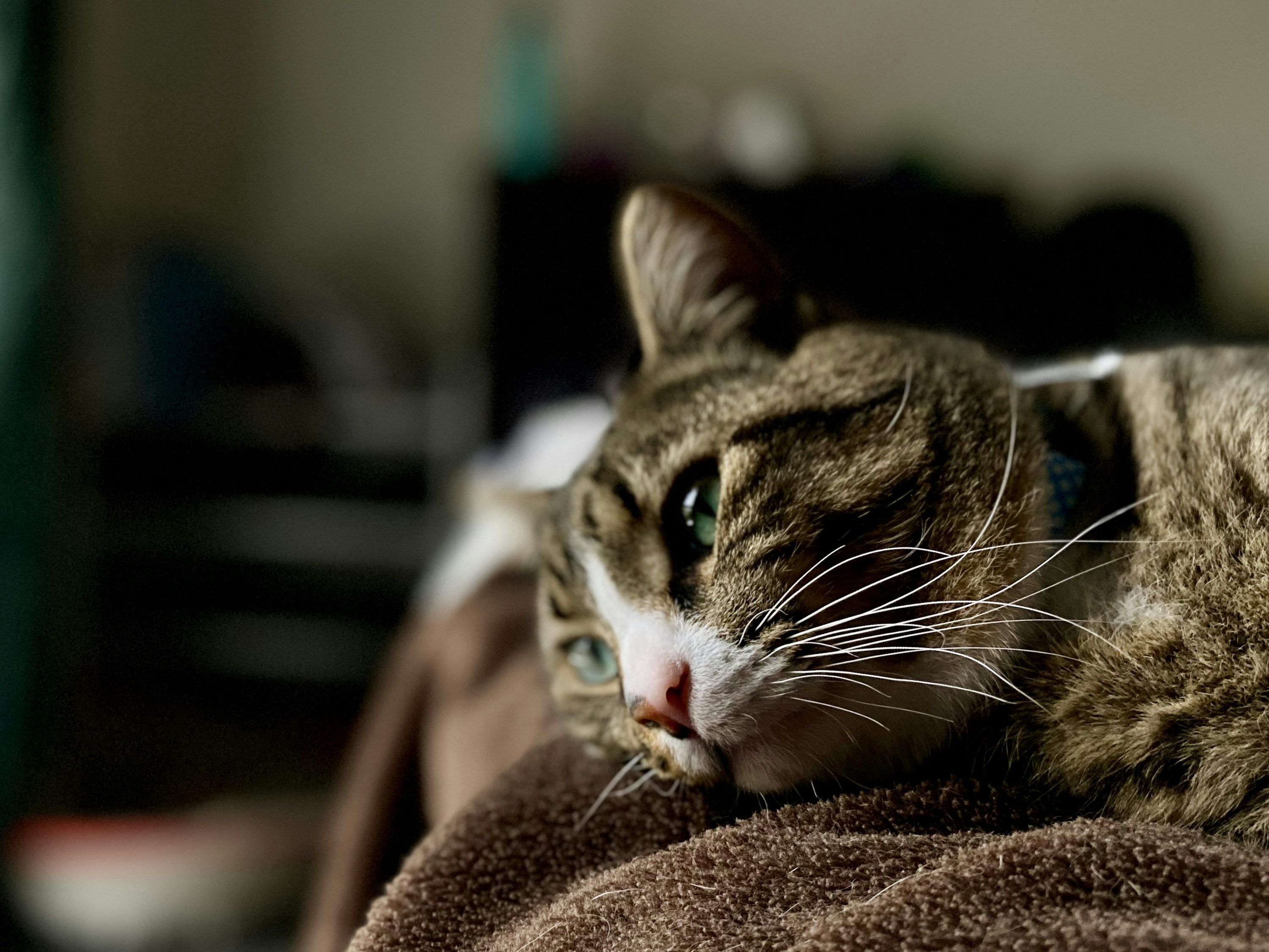 3000x2251 Sad Cat Picture. Download Free Image