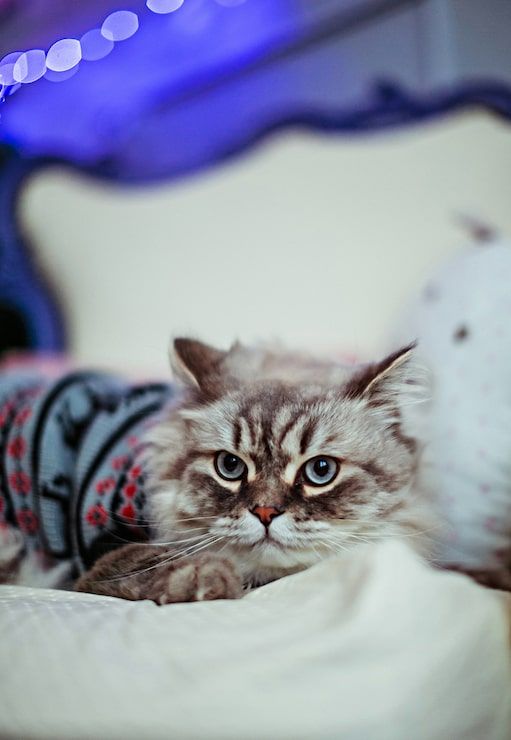 511x740 Lonely cat Image