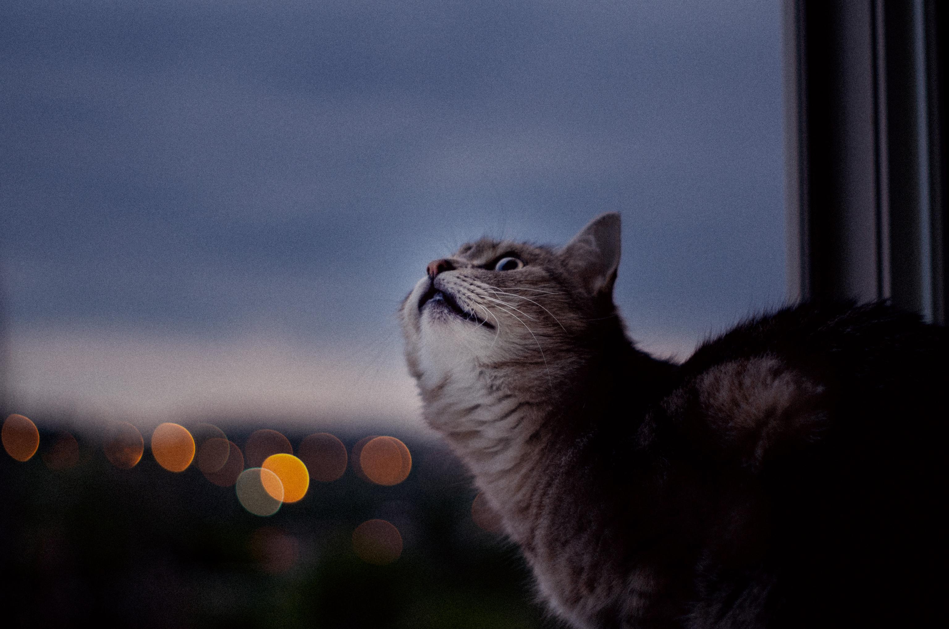 3072x2035 Do Cats Get Lonely Without Another Cat?