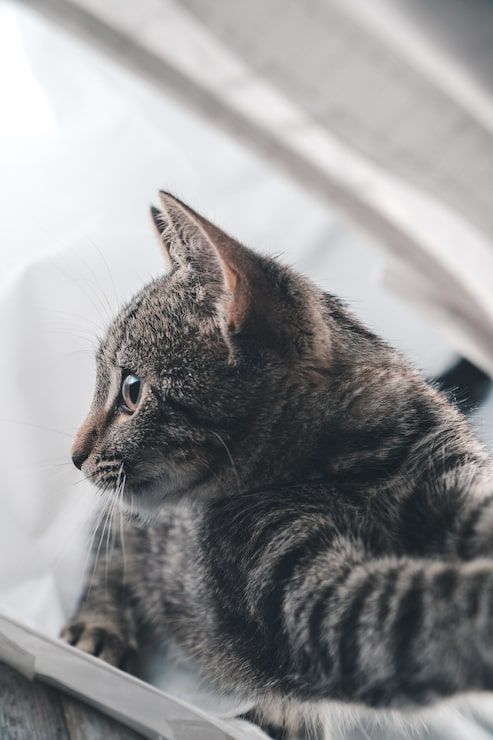493x740 A Lonely Cat Photo Free High Quality Picture