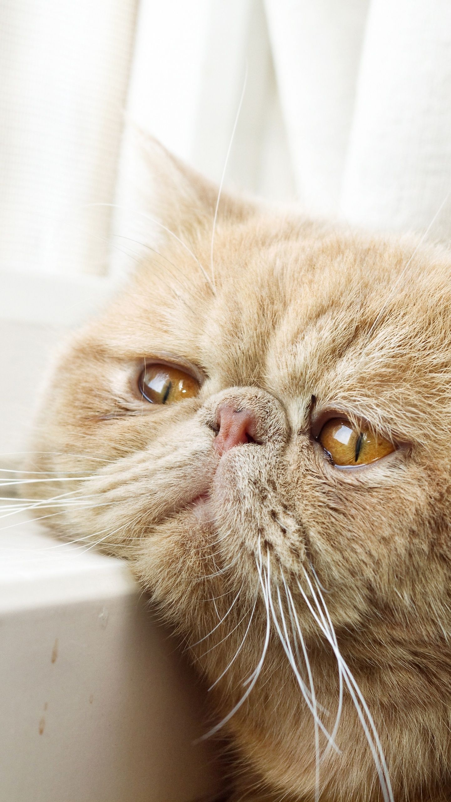 1440x2560 Exotic Shorthair Wallpaper 4K, Breed cat, Sad cat, Sad animals