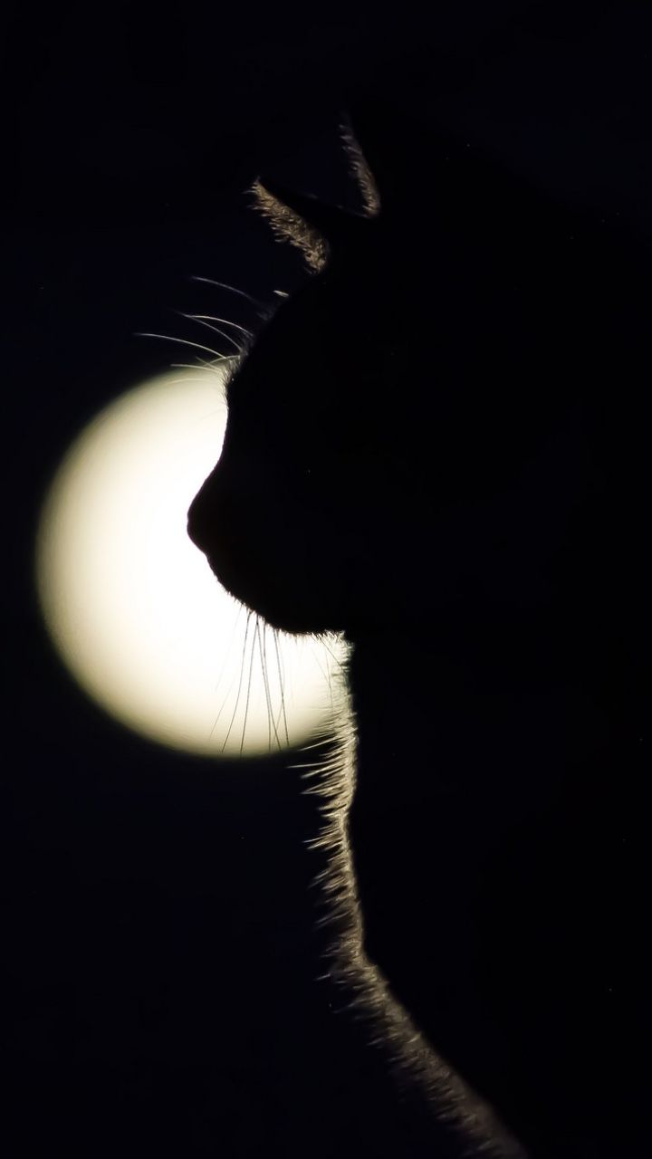720x1280 Phone wallpaper: Animal, Cat, Silhouette, Cats 1173442