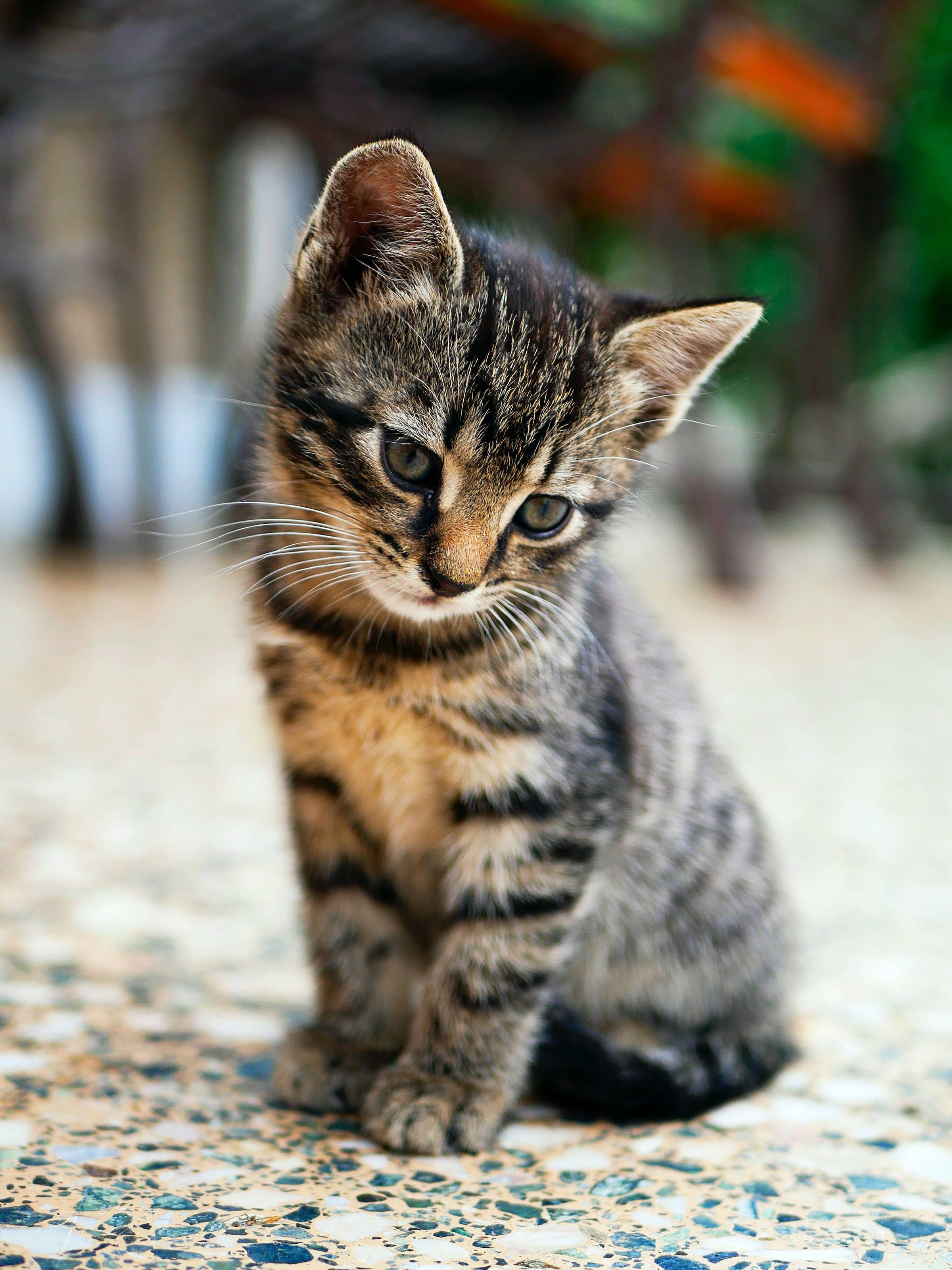 2400x3199 Download Lonely Tabby Kitten Cat PFP Wallpaper