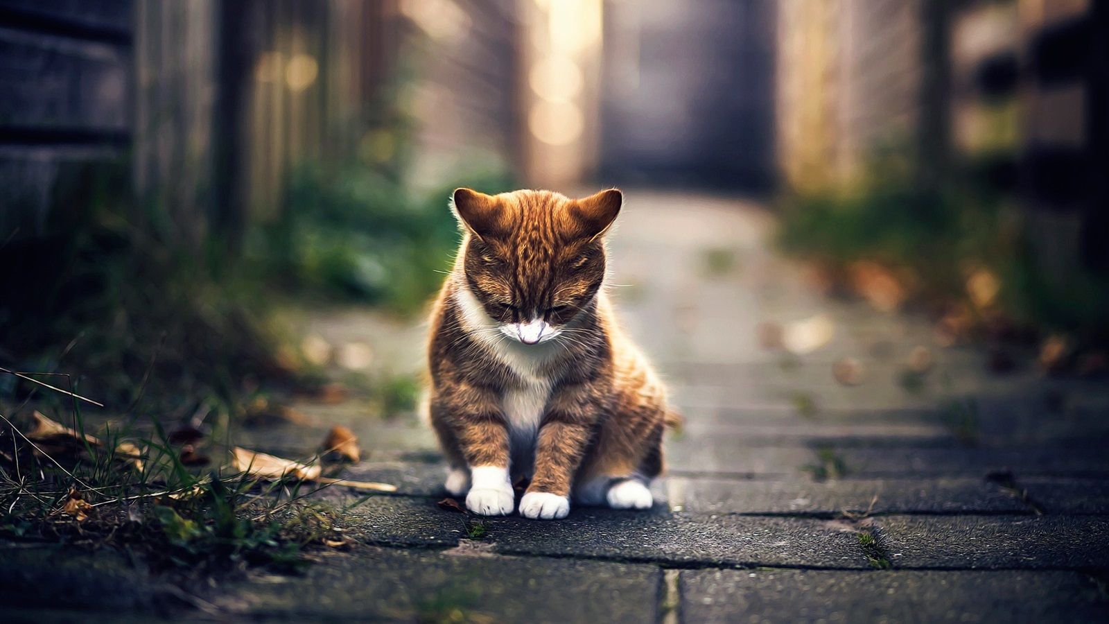 1600x900 Wallpaper Cute cat rest, bokeh 1920x1200 Picture, Image