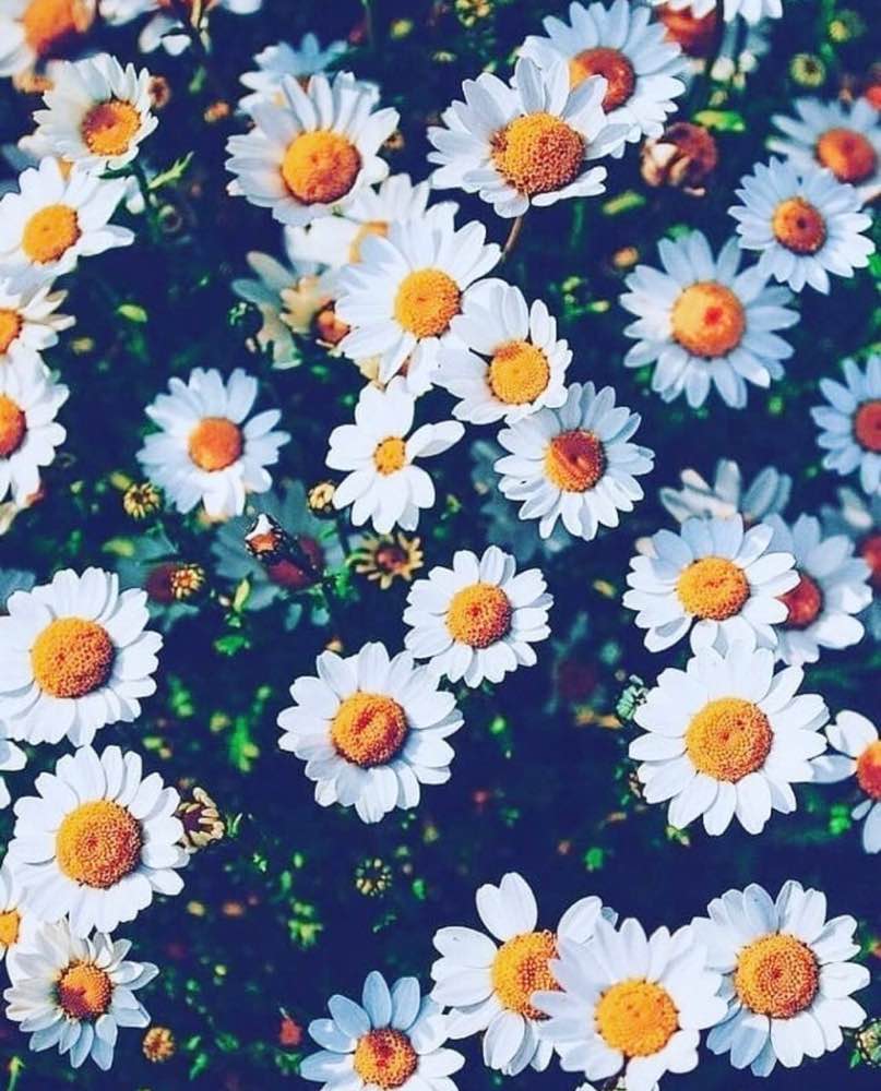 807x1000 CUTE FLOWER WALLPAPERS